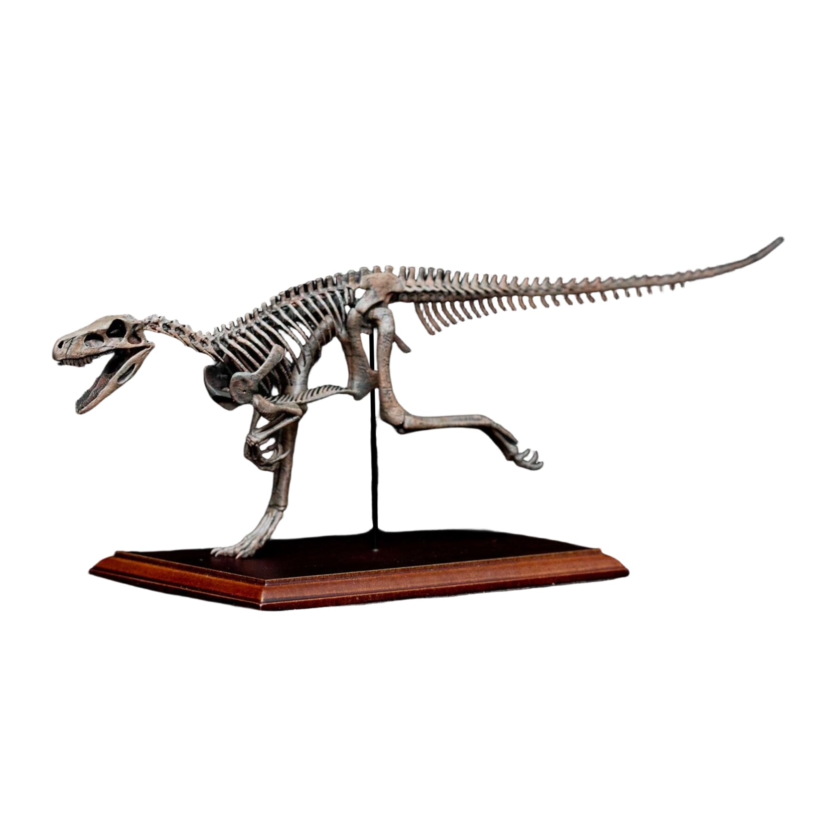 Allosaurus-Skelettmodell im Maßstab 1:18