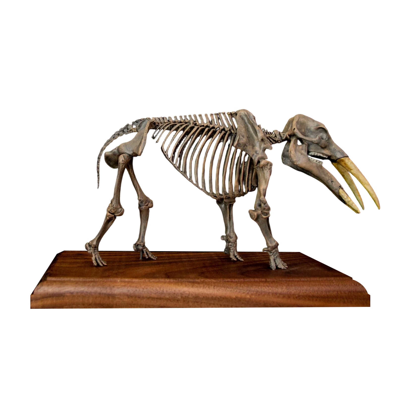VWUVWU 1:20 Scale Gomphotherium Skeleton Model