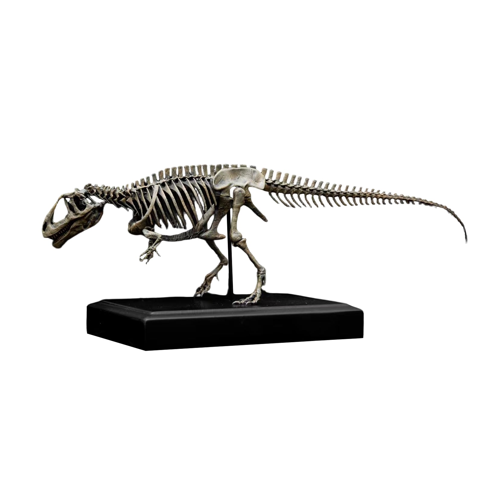 Allosaurus-Skelettmodell im Maßstab 1:18