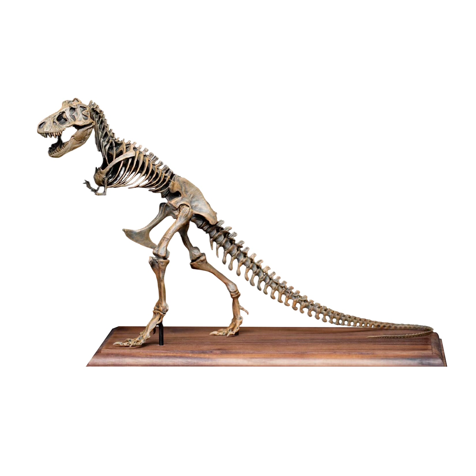 VWUVWU 1:35 Scale Ancient Tyrannosaurus rex Skeleton Model