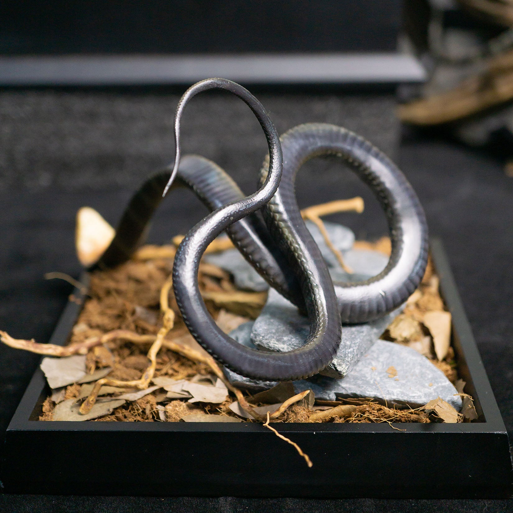 Snake Gorge King cobra Model