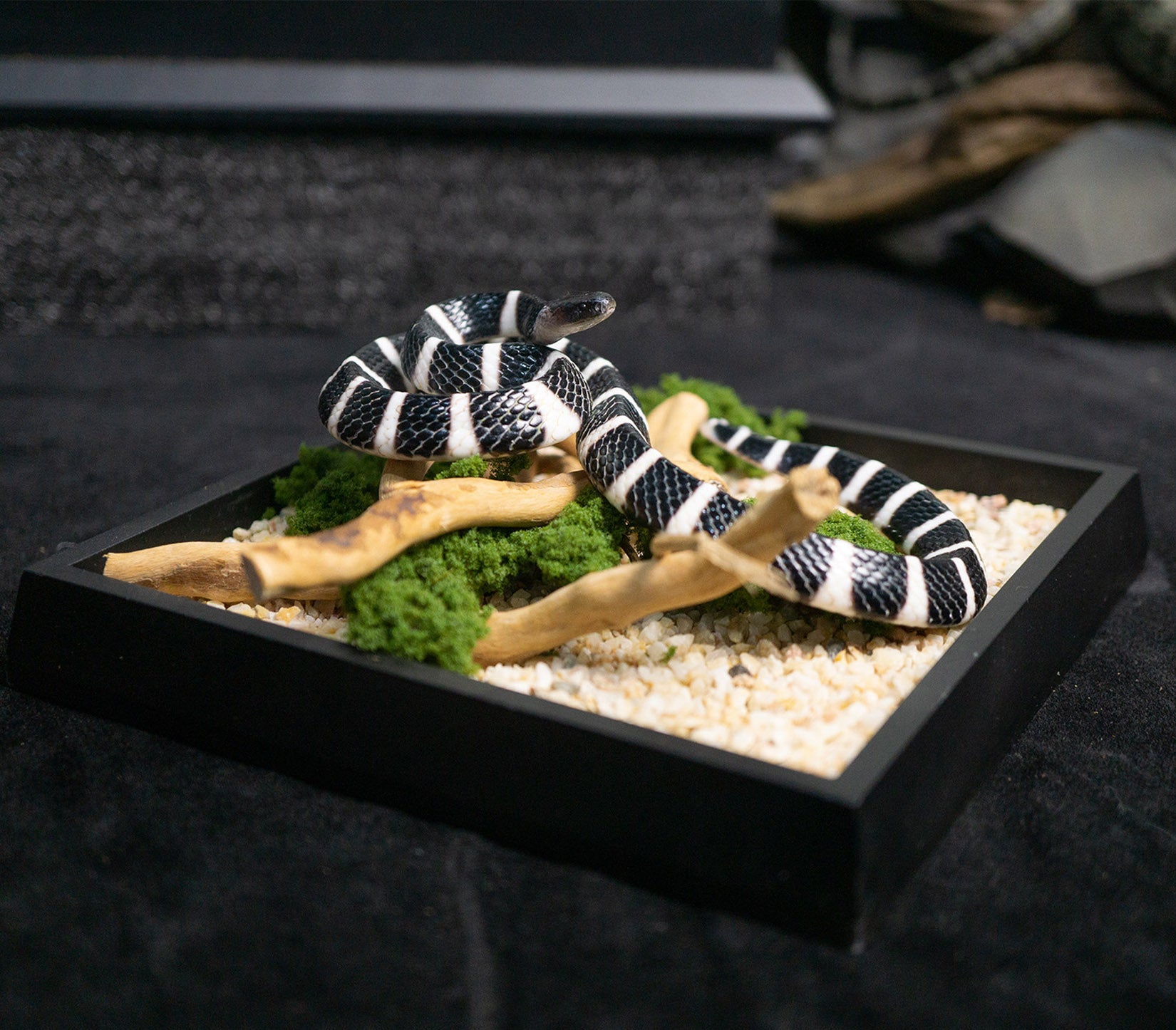 Snake Gorge Many-banded krait Model