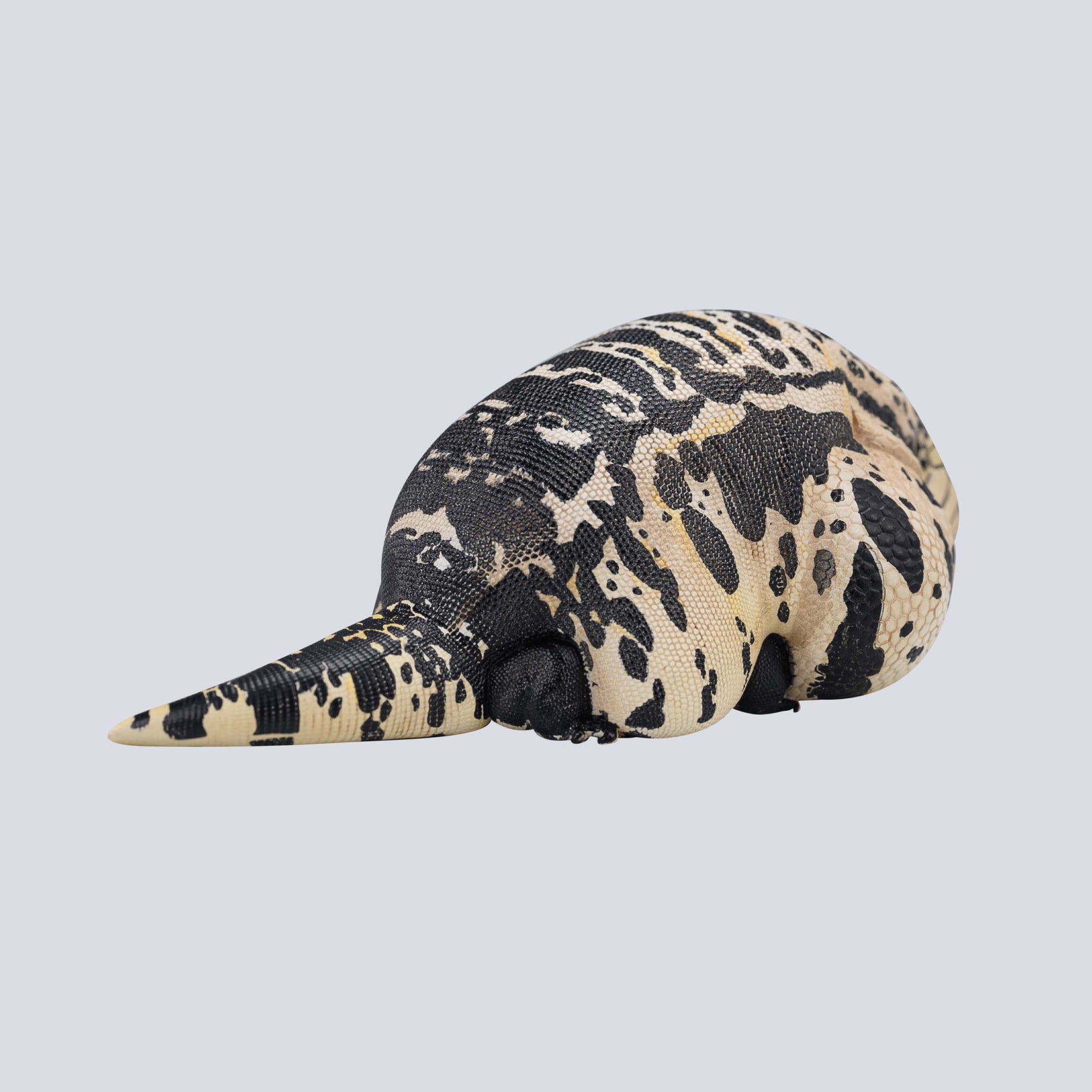 Animal Planet 16 Lizard Blind Box Model