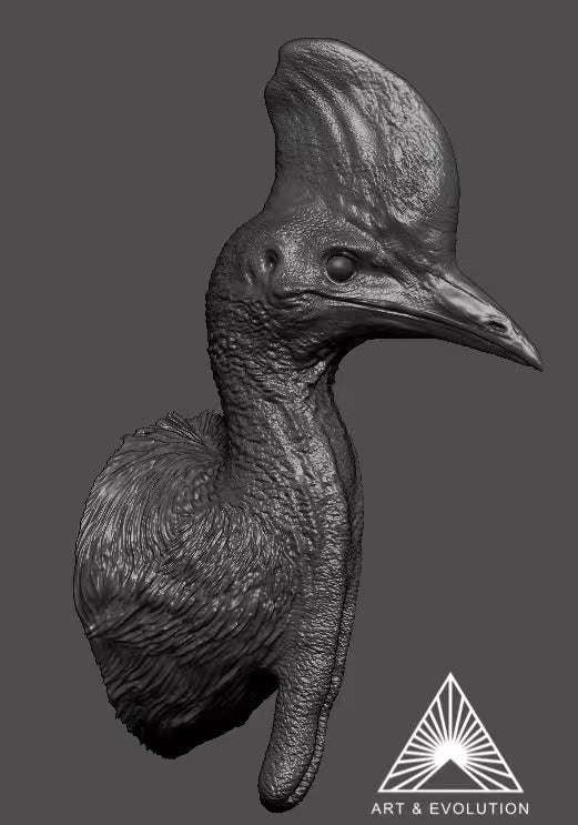 Art&Evolution Studio Southern Cassowary Animal Model