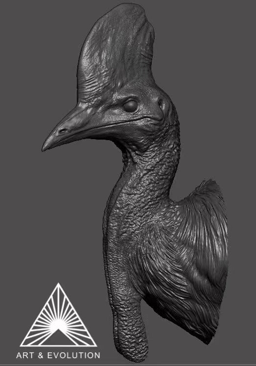 Art&Evolution Studio Southern Cassowary Animal Model