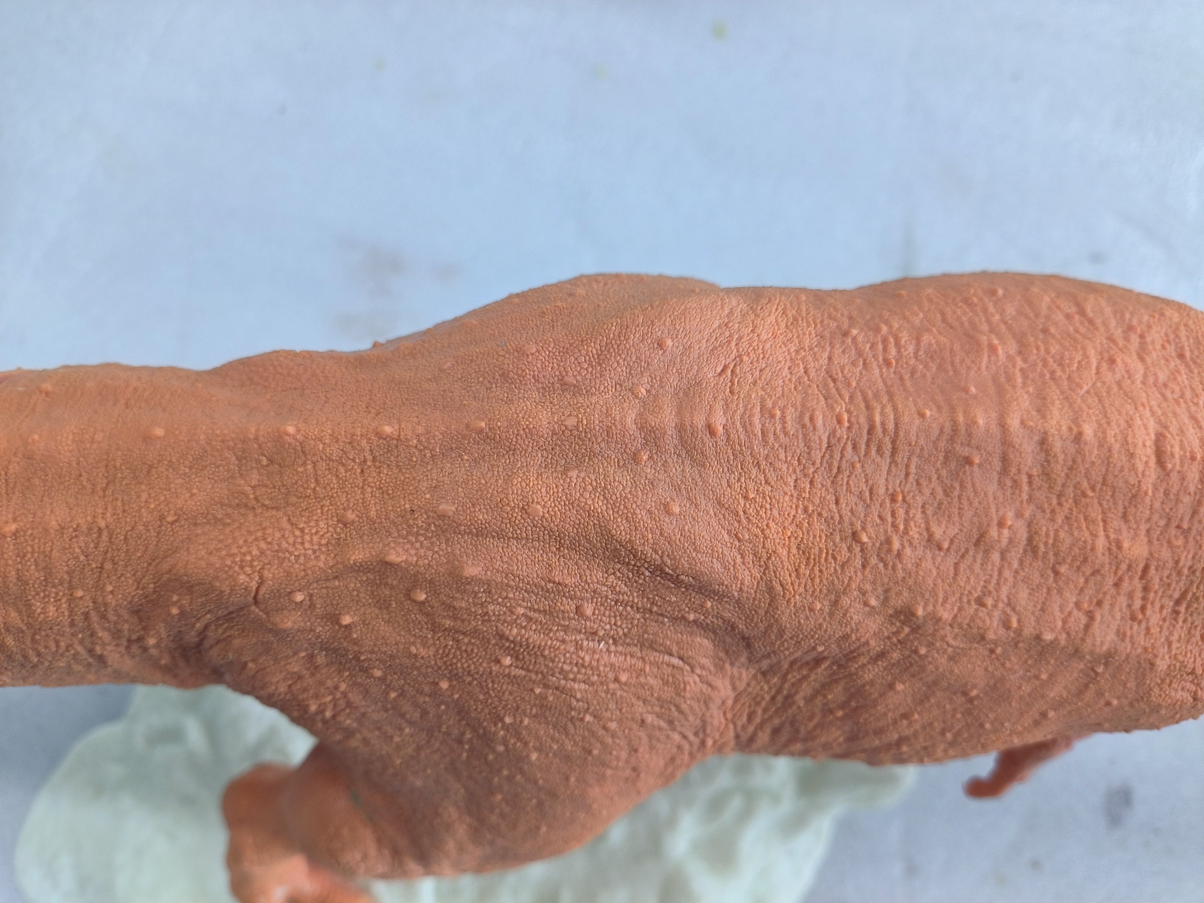 SHOWANNA 1:18 Scale Tyrannosaurus Rex VS Ankylosaurus SCENE STATUE