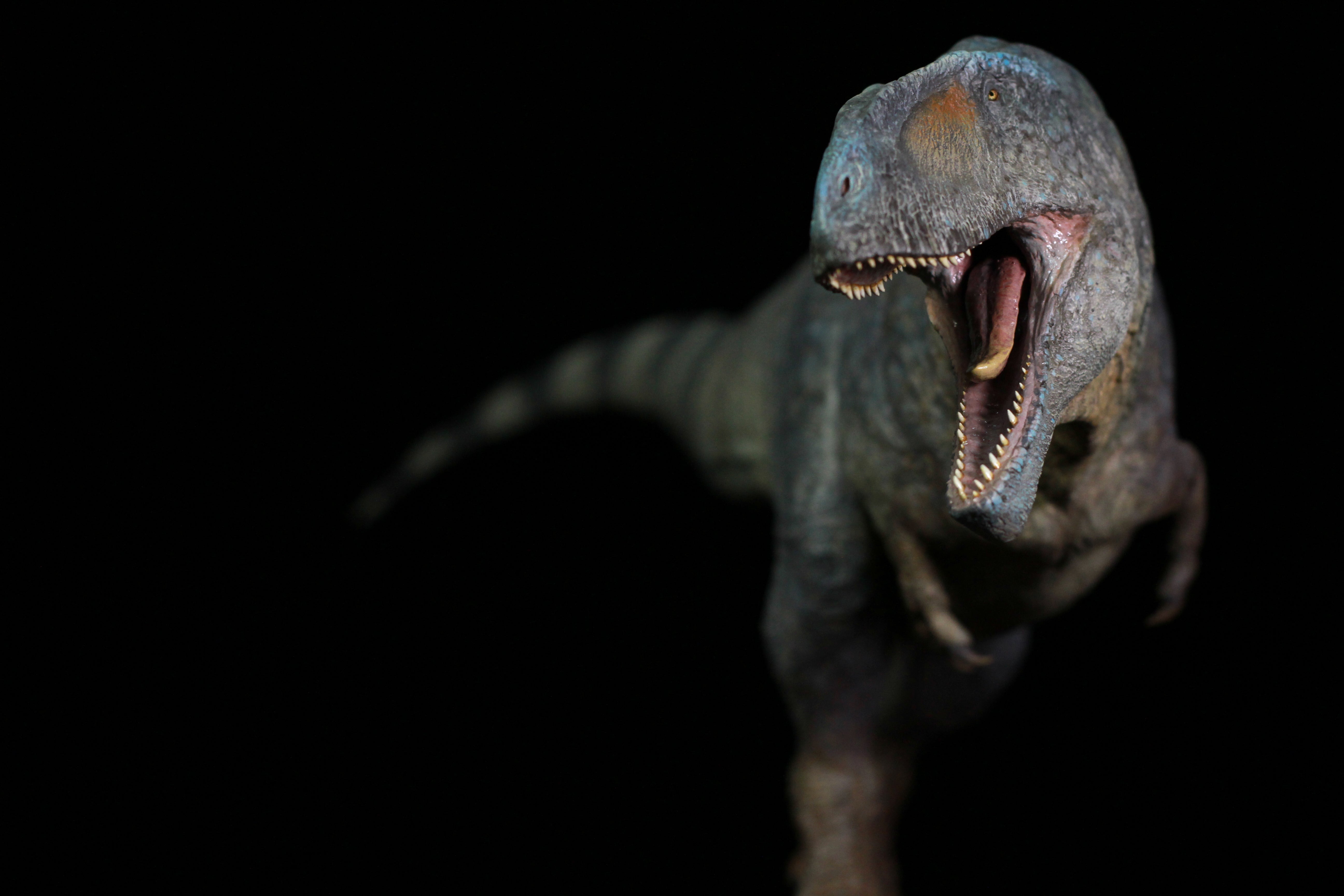 SHOWANNA 1:10 Scale Carcharodontosaurus Statue