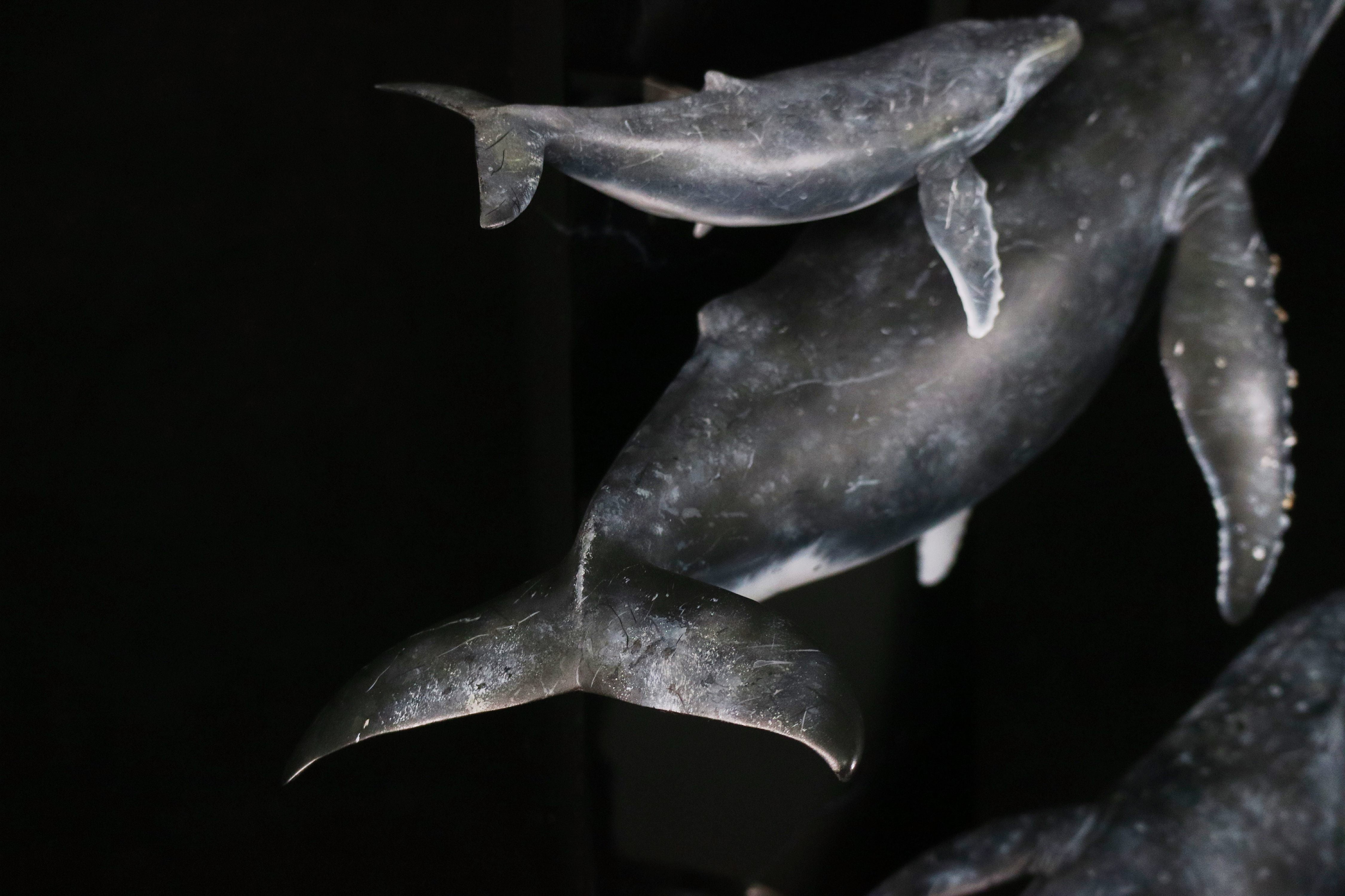 Sumeru Studio 1:35 Scale Humpback Whale Scene Model Painted Version