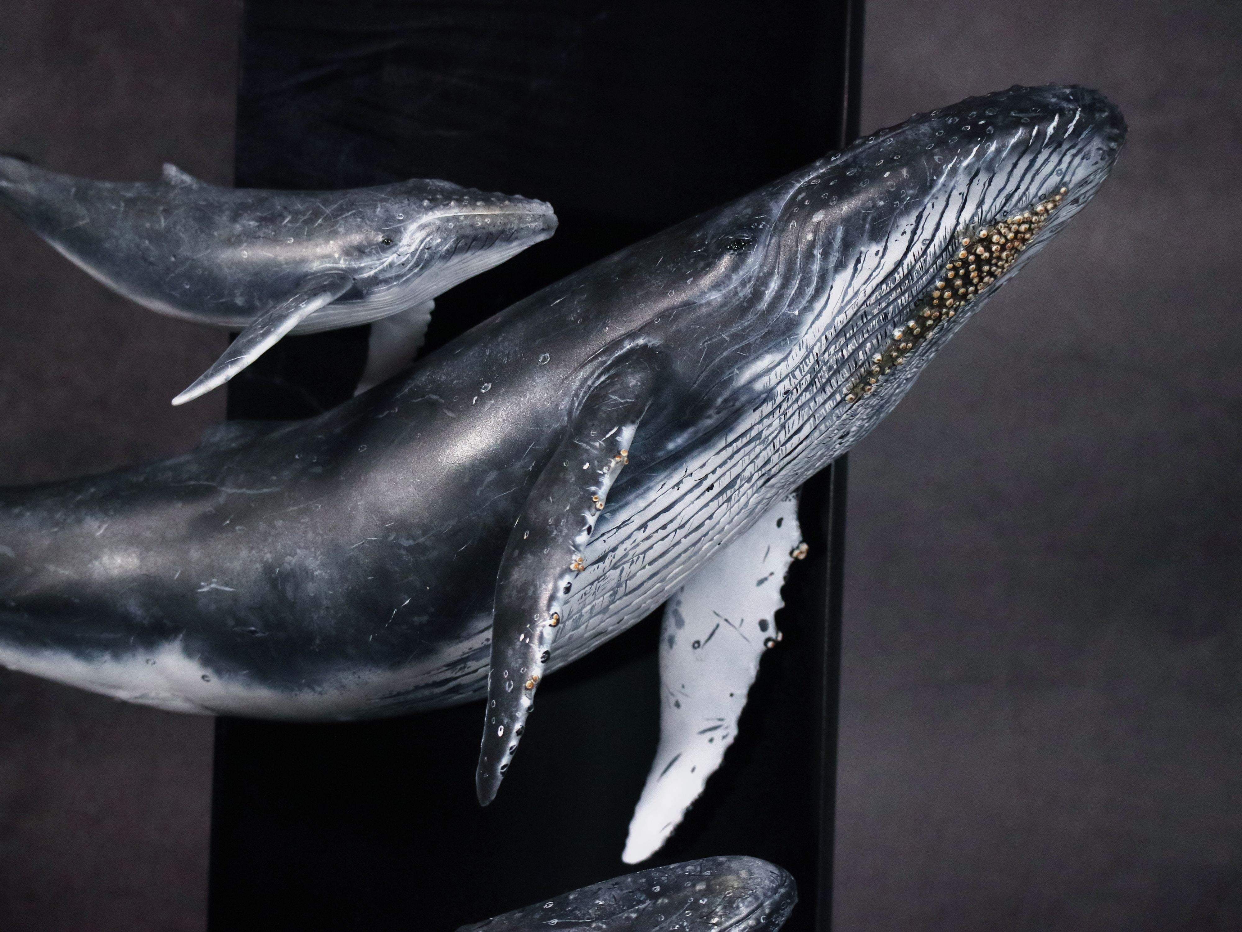 Sumeru Studio 1:35 Scale Humpback Whale Scene Model Painted Version