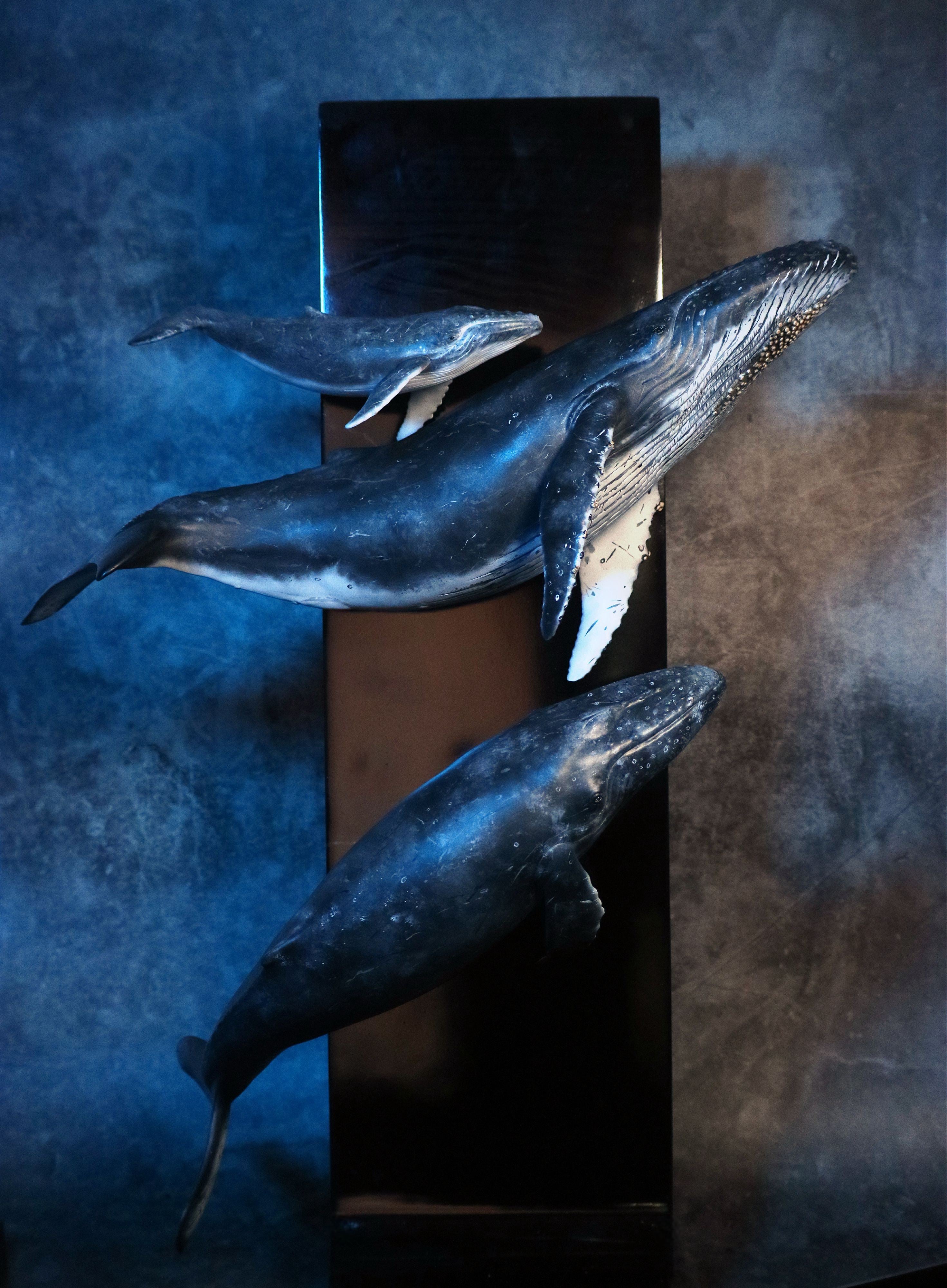 Sumeru Studio 1:35 Scale Humpback Whale Scene Model Painted Version