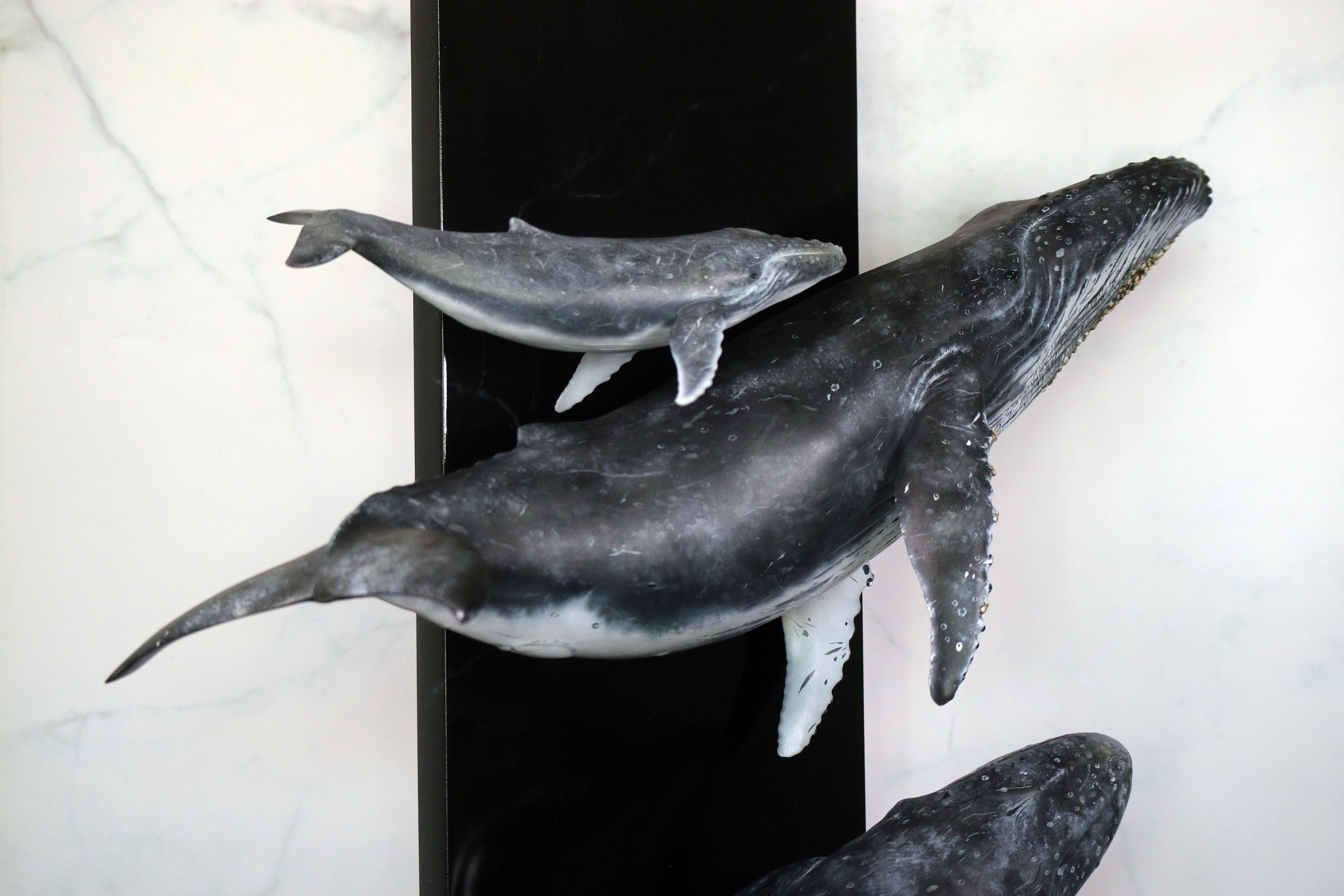 Sumeru Studio 1:35 Scale Humpback Whale Scene Model Painted Version