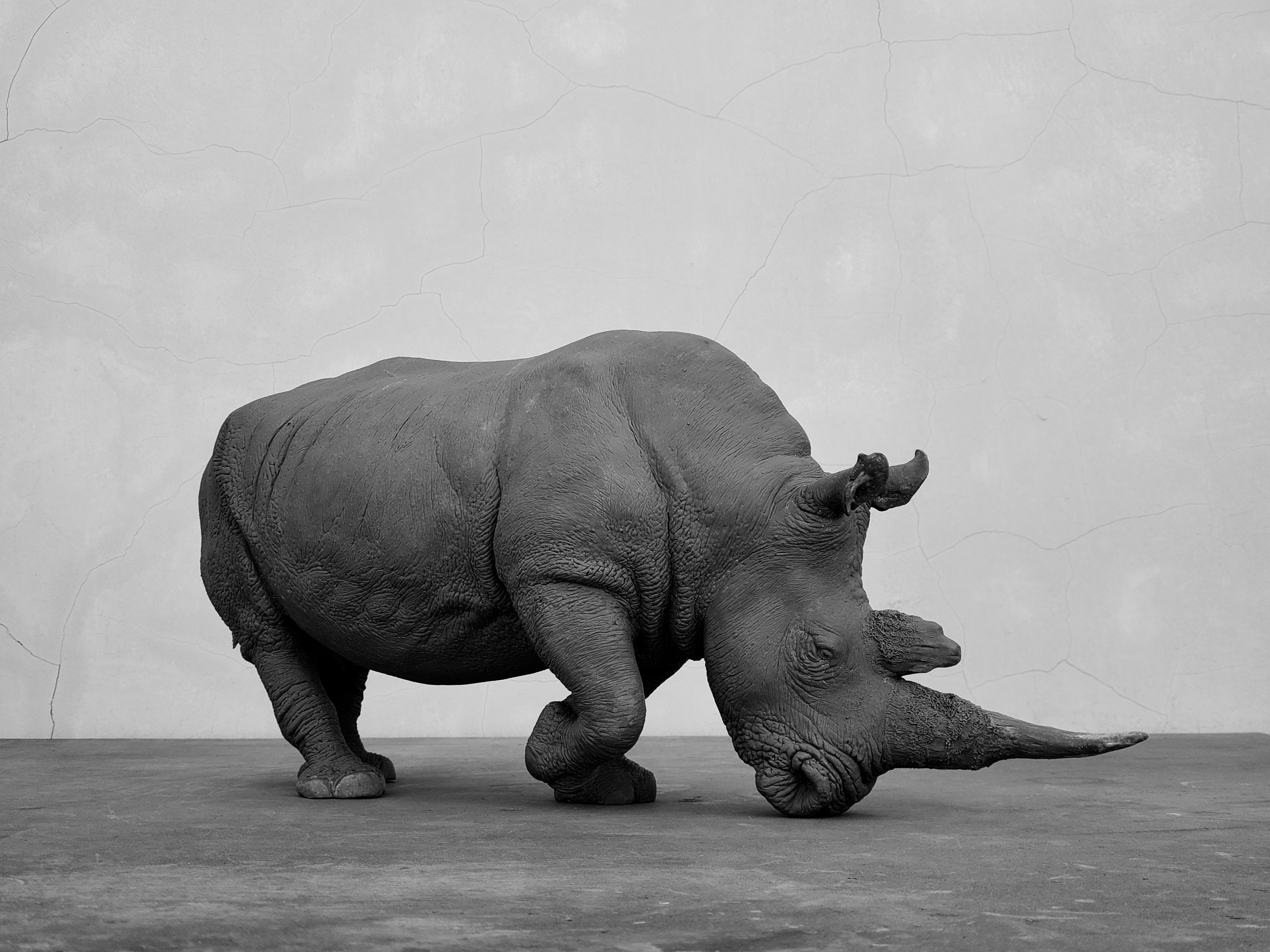 TUNAN Studio 1/10 Scale White Rhino Model