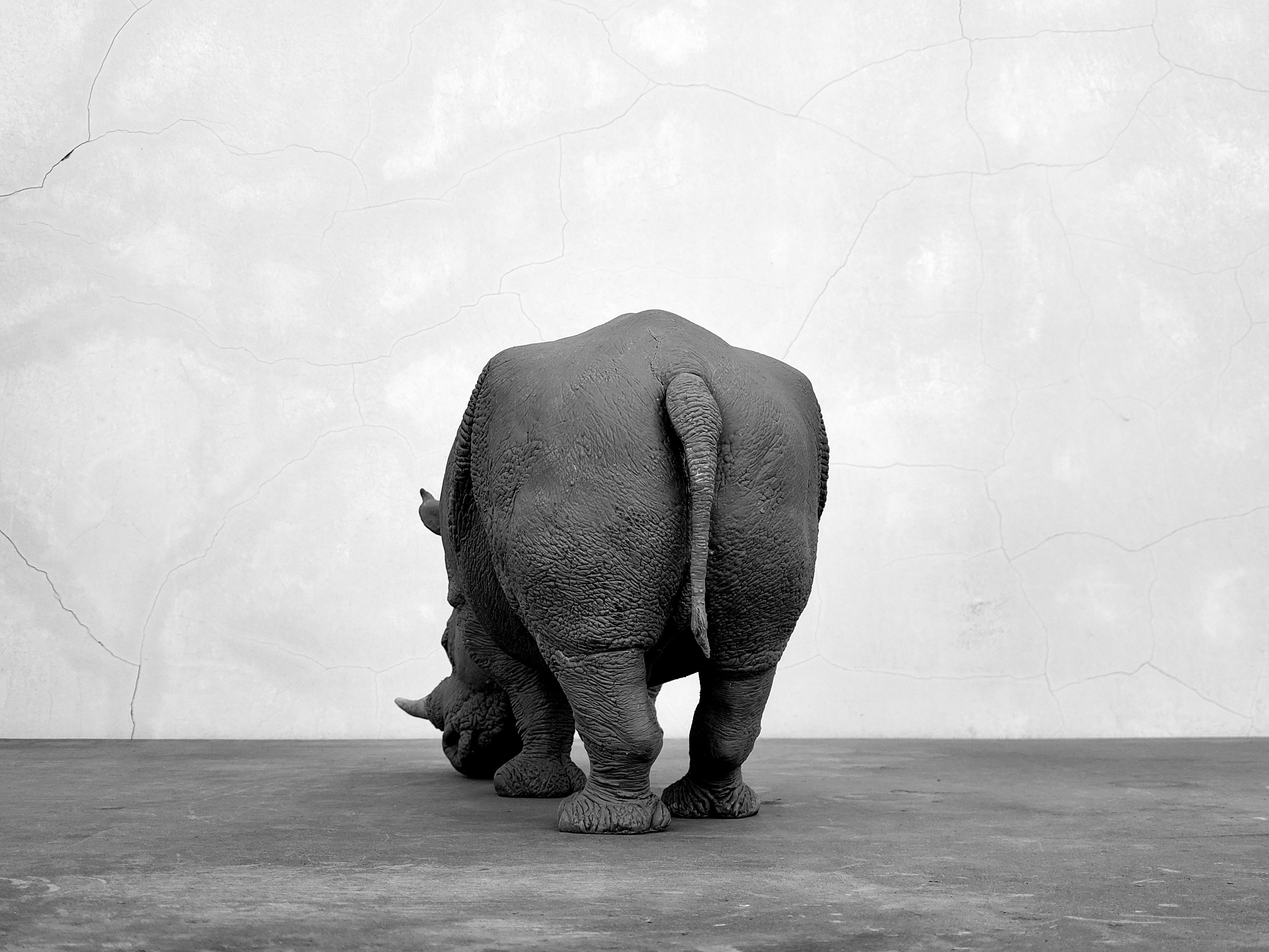 TUNAN Studio 1/10 Scale White Rhino Model