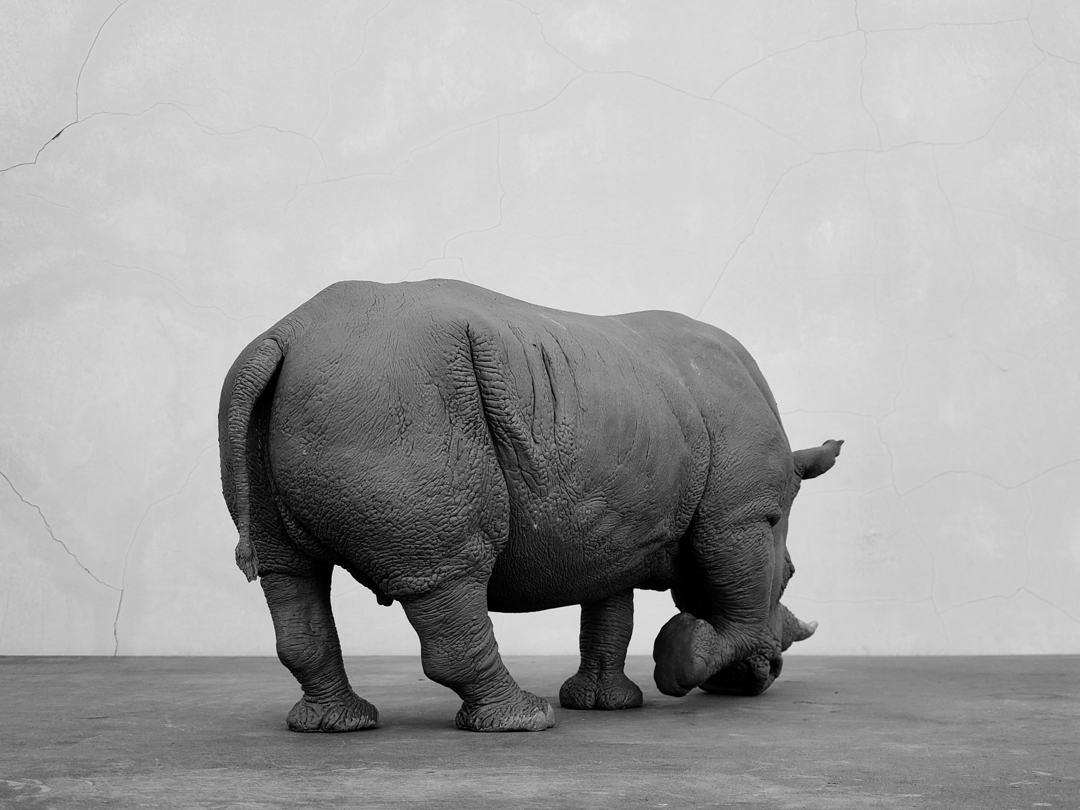 TUNAN Studio 1/10 Scale White Rhino Model