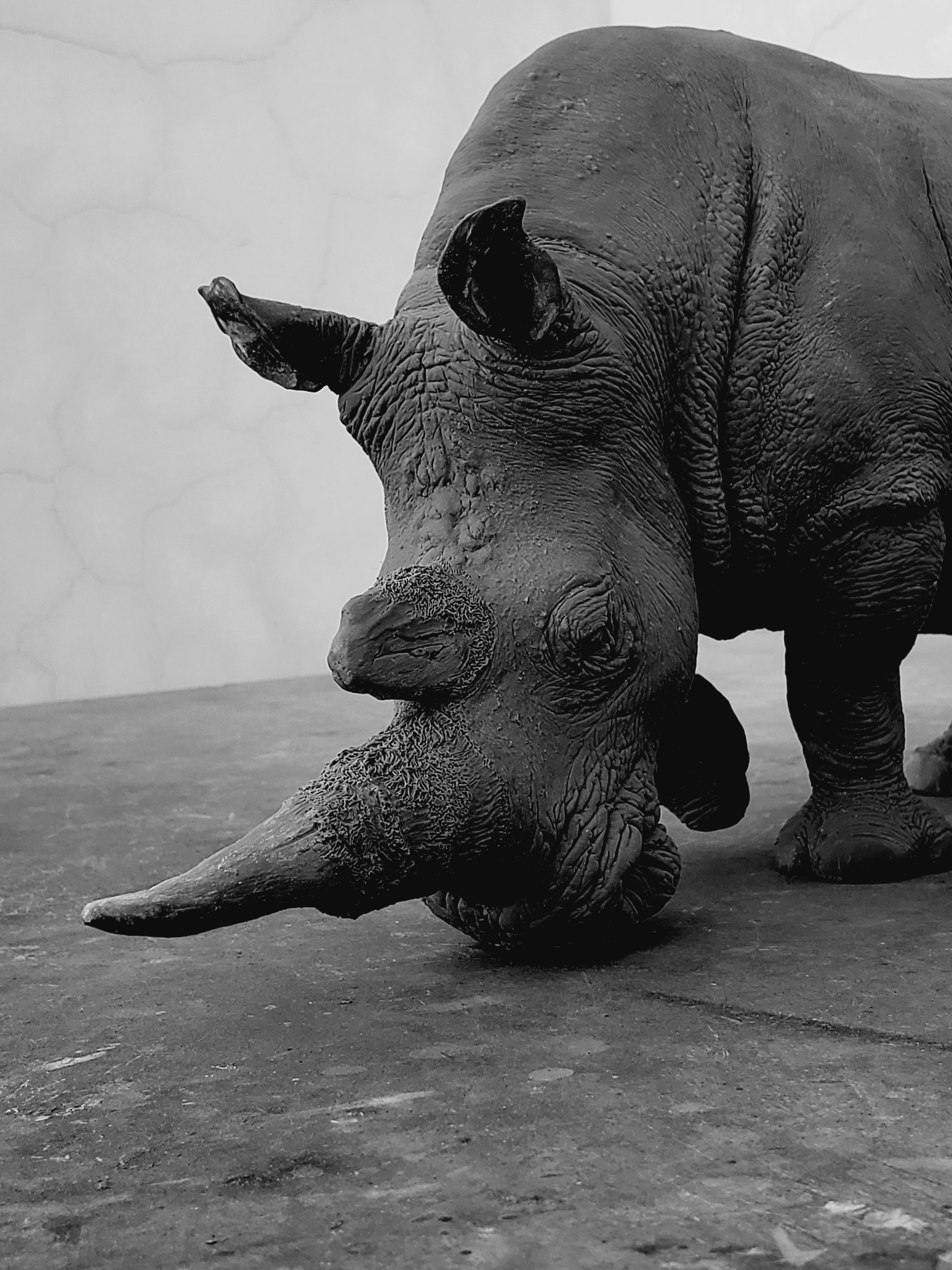 TUNAN Studio 1/10 Scale White Rhino Model