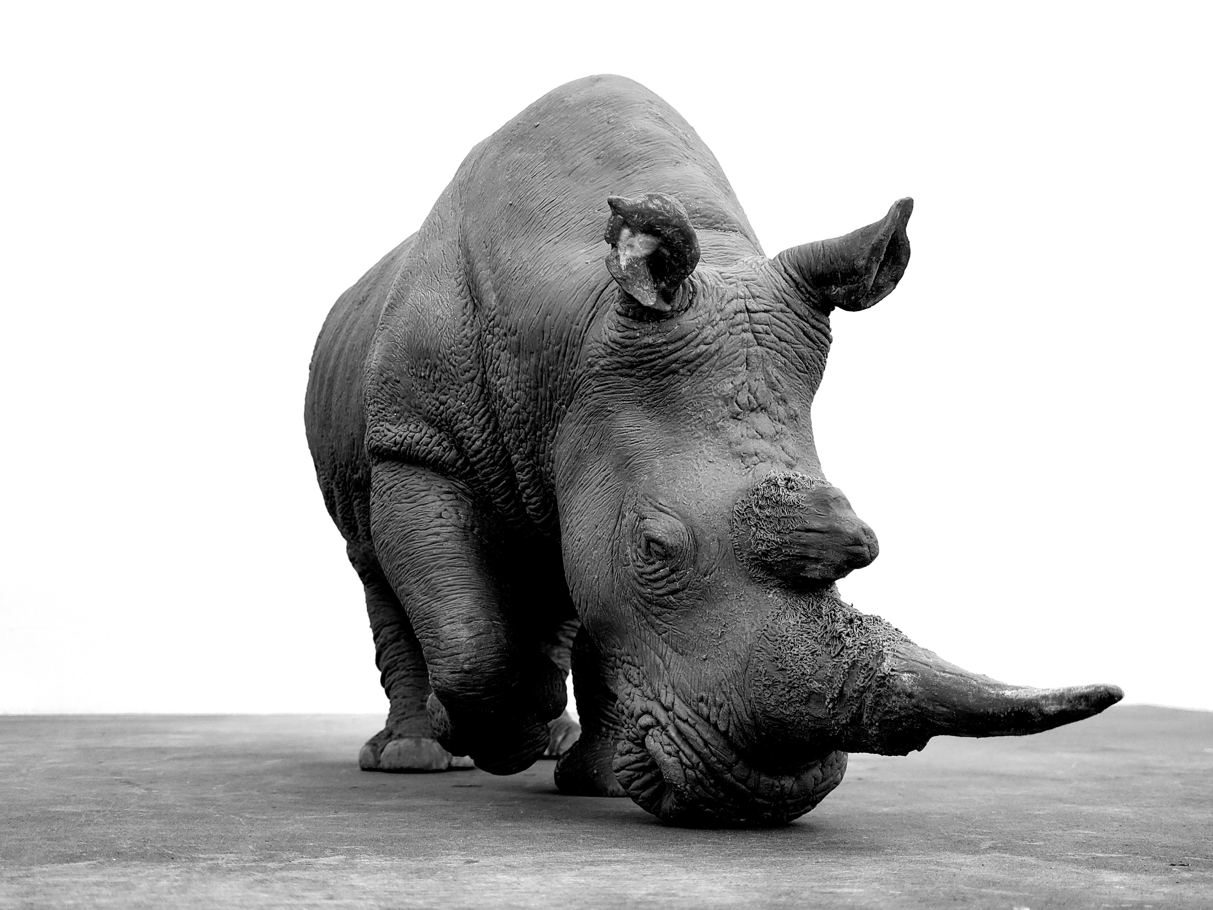 TUNAN Studio 1/10 Scale White Rhino Model