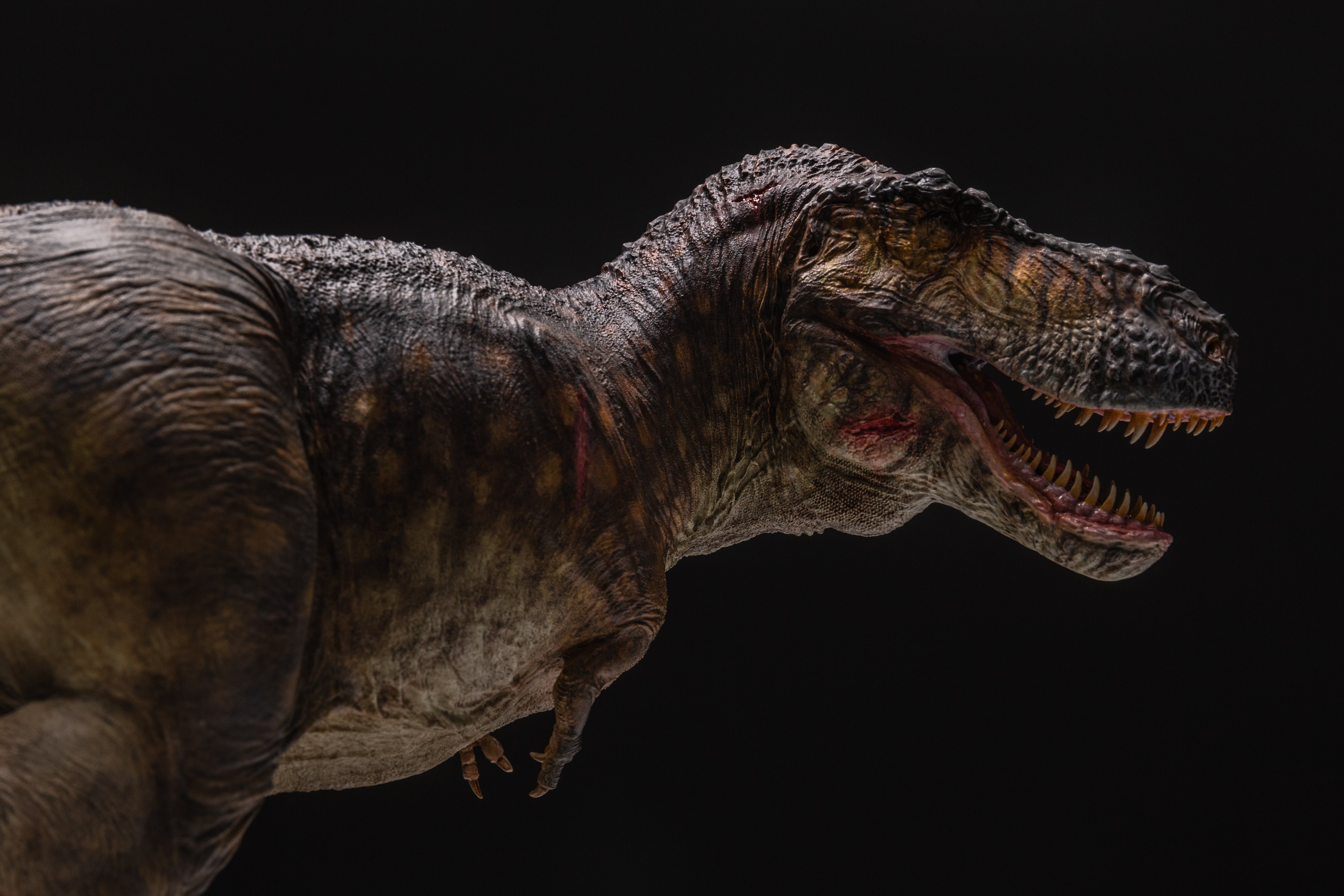 Greenhouse Revolution Studio 1/18 Scale Zhuchengtyrannus Model