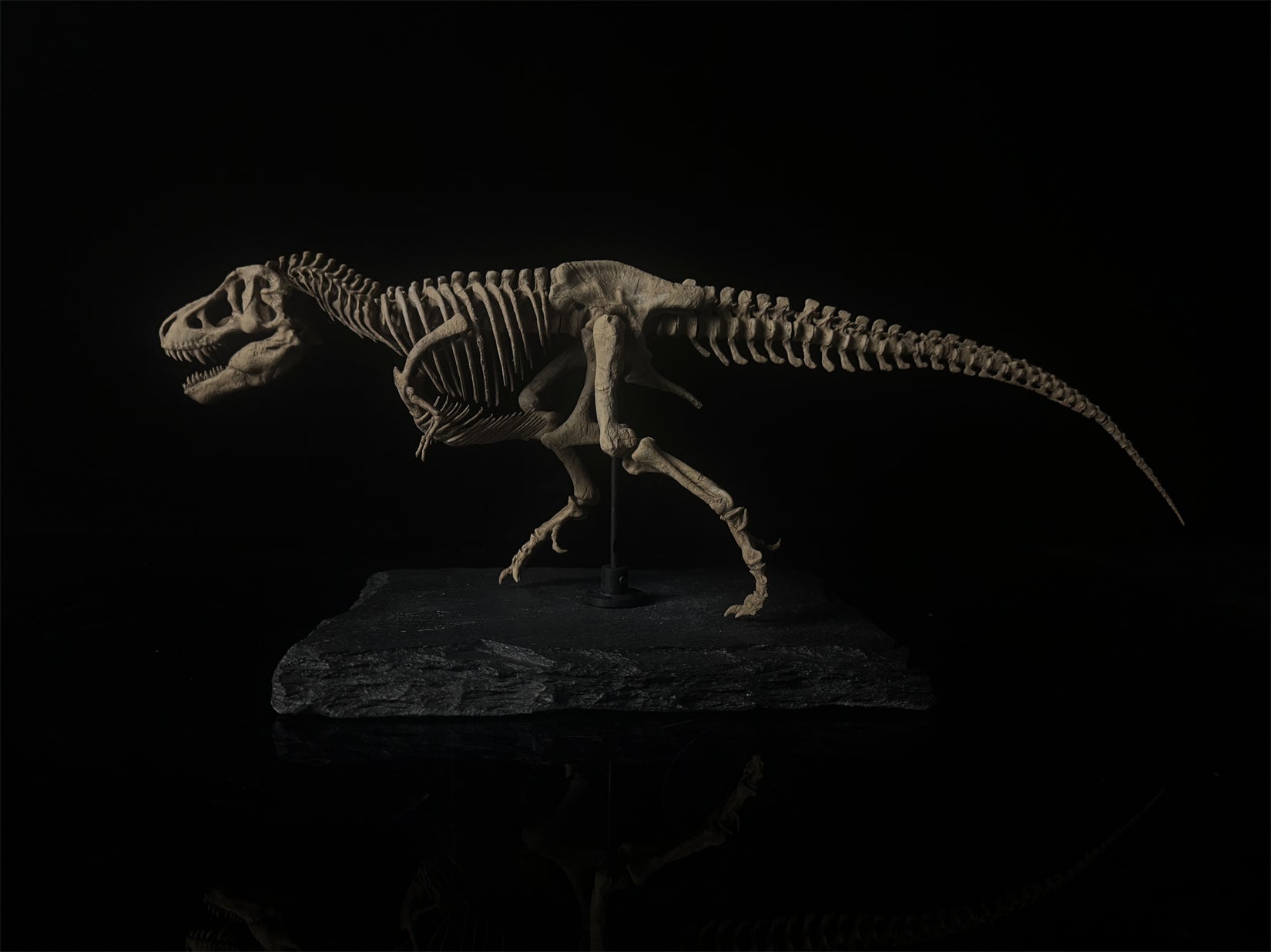 Nova Studio Tyrannosaurus Rex Monty keleton Model