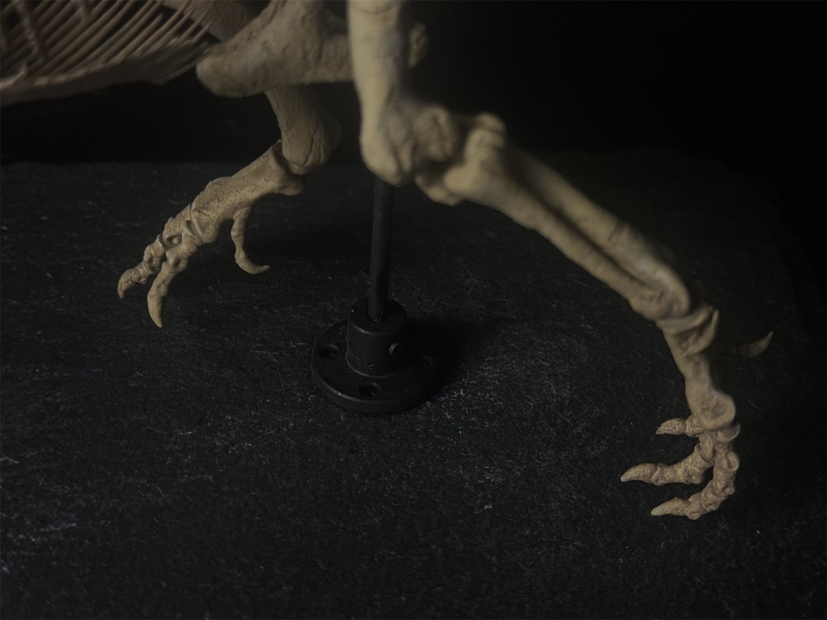 Nova Studio Tyrannosaurus Rex Monty keleton Model