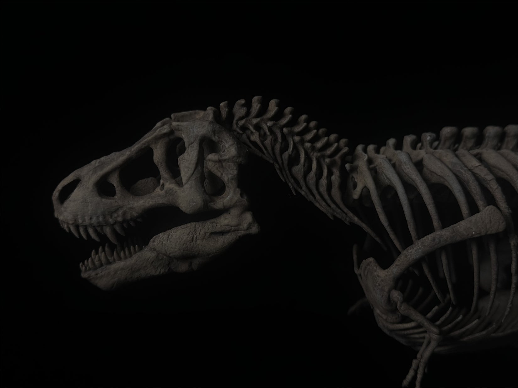 Nova Studio Tyrannosaurus Rex Monty keleton Model