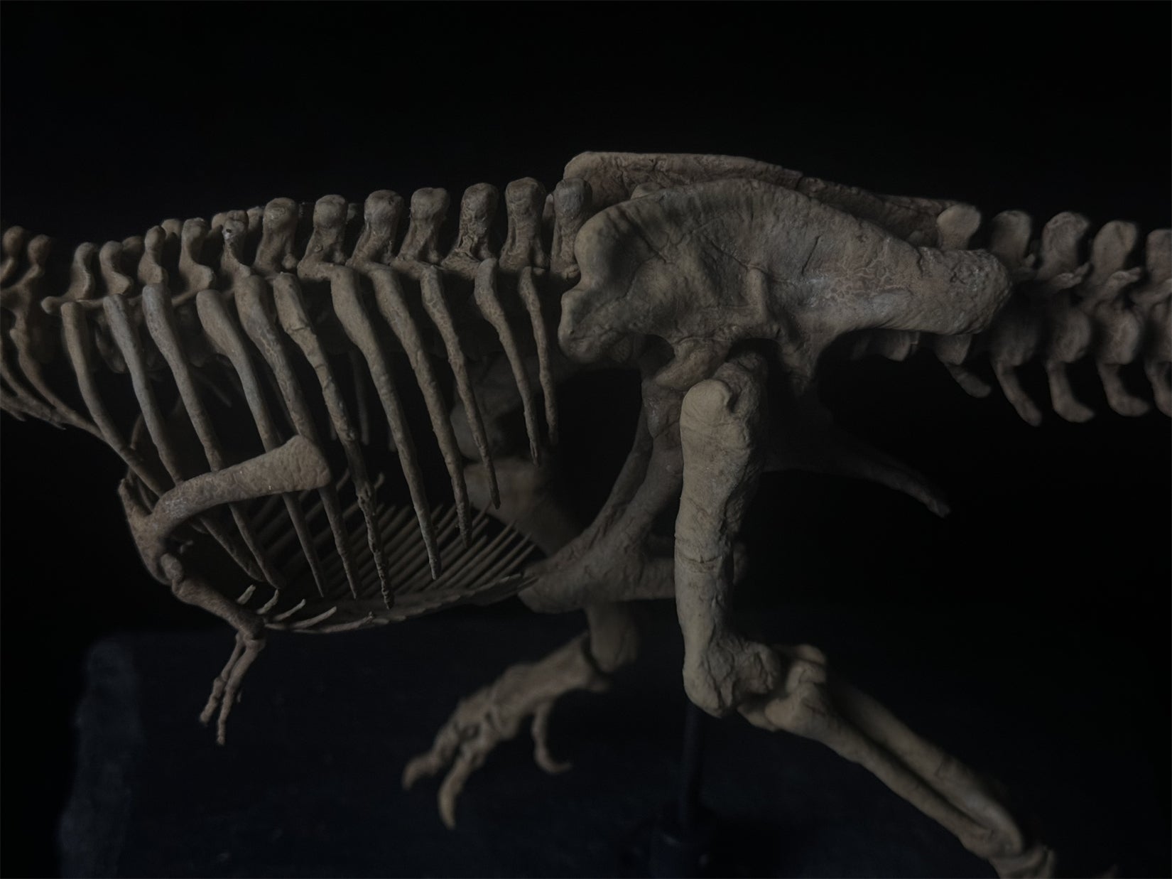 Nova Studio Tyrannosaurus Rex Monty keleton Model