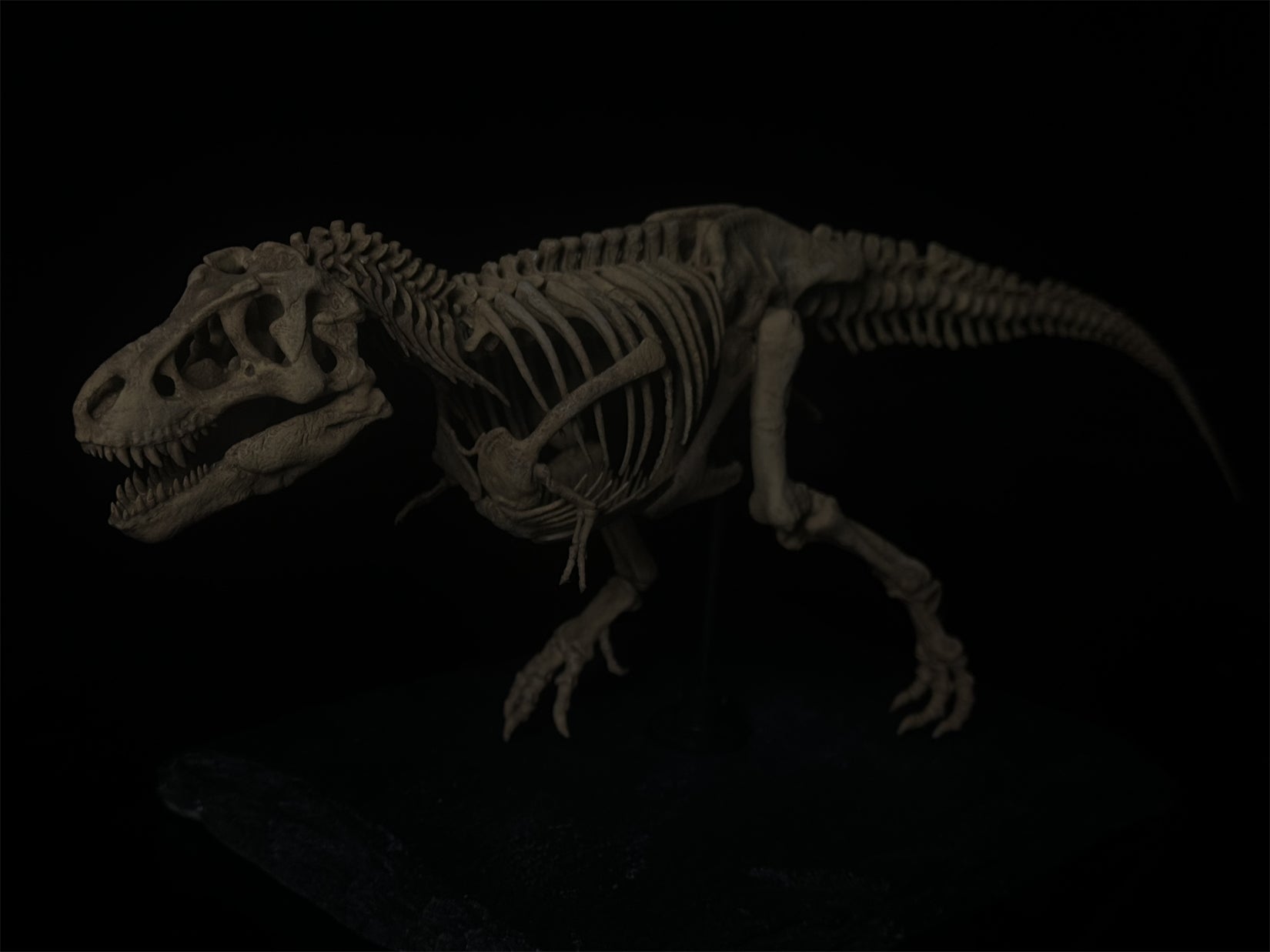 Nova Studio Tyrannosaurus Rex Monty keleton Model