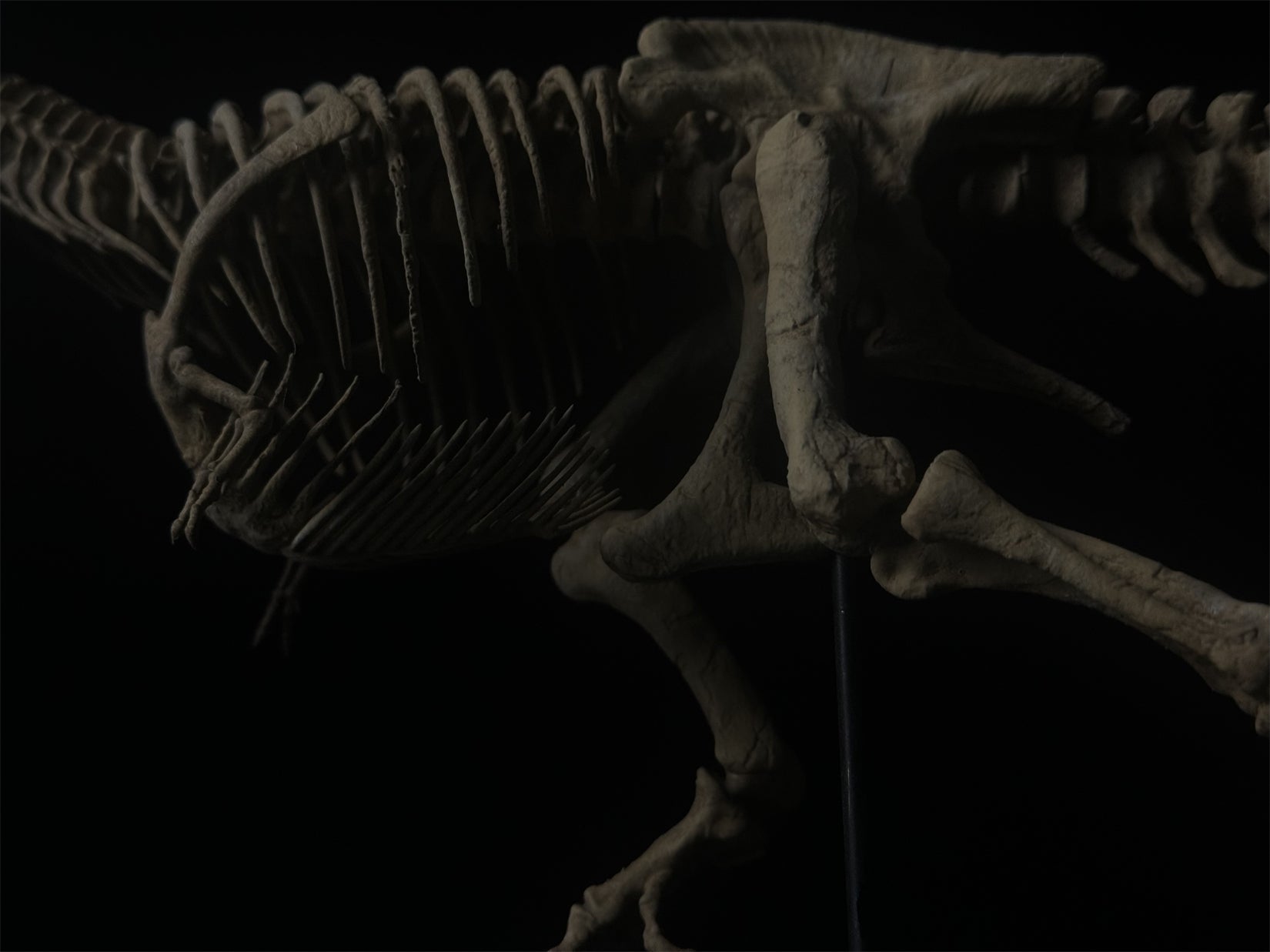 Nova Studio Tyrannosaurus Rex Monty keleton Model