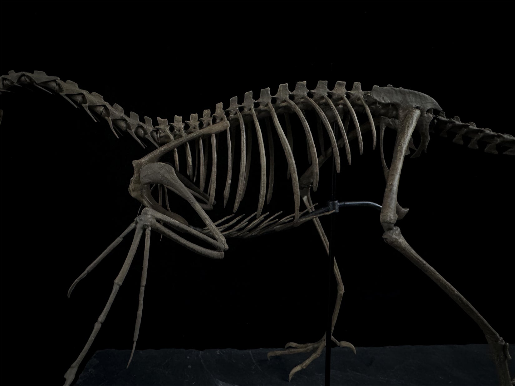 Nova Studio 1/1 Scale Archaeopteryx keleton Model