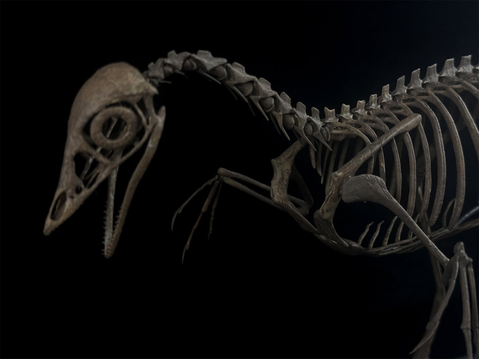 Nova Studio 1/1 Scale Archaeopteryx keleton Model