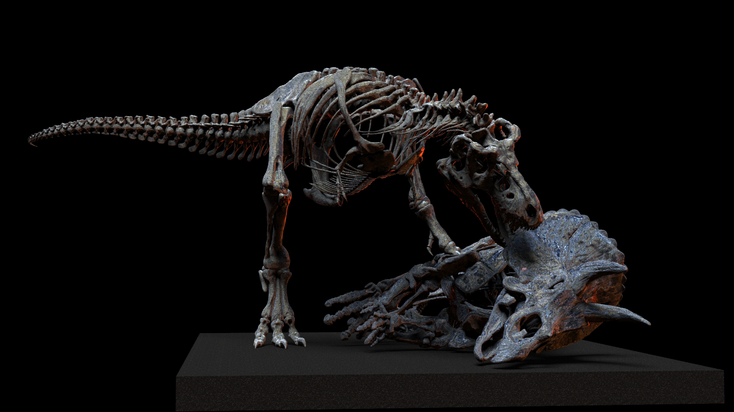 1/18 Scale Tyrannosaurus Rex Hunt Triceratops Skeleton Model