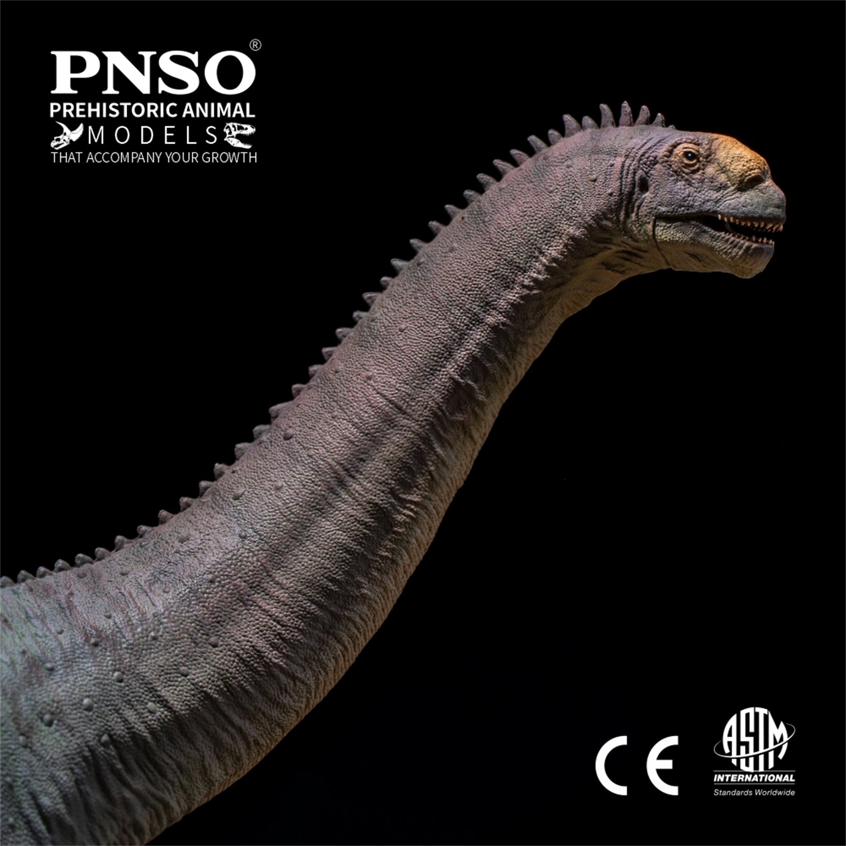 PNSO Camarasaurus Njor Model