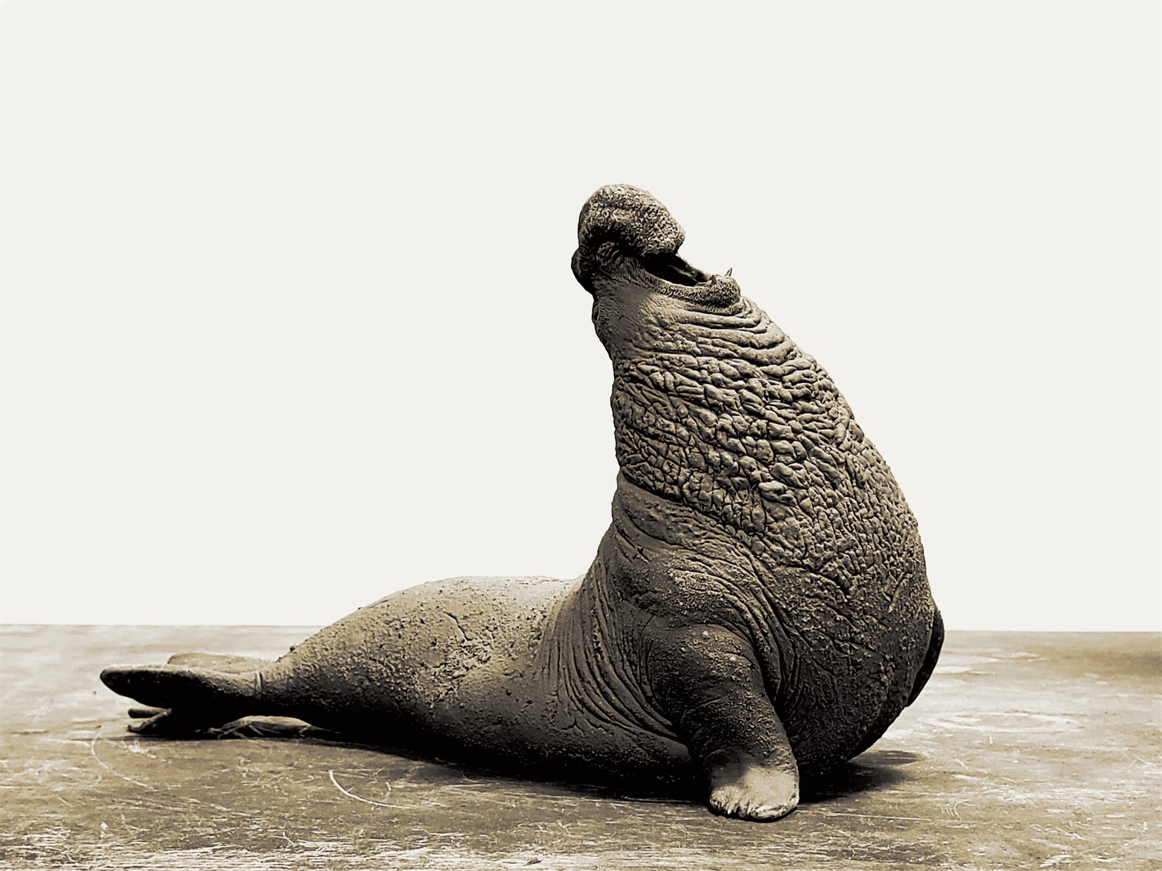 TUNAN Studio 1/15~18 Scale Southern elephant-seal Model