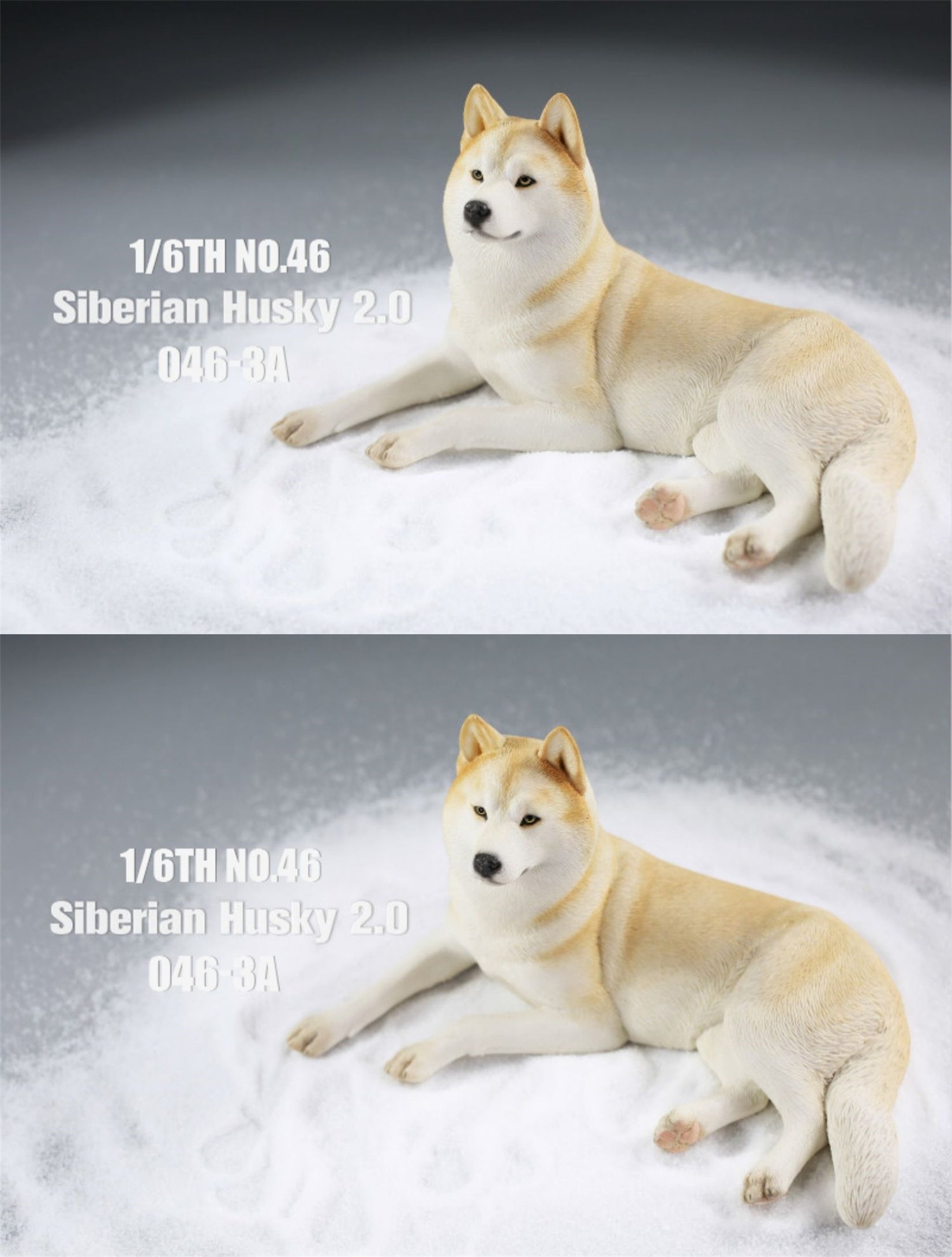 JXK 1/6 Siberian Husky 2.0 Figure