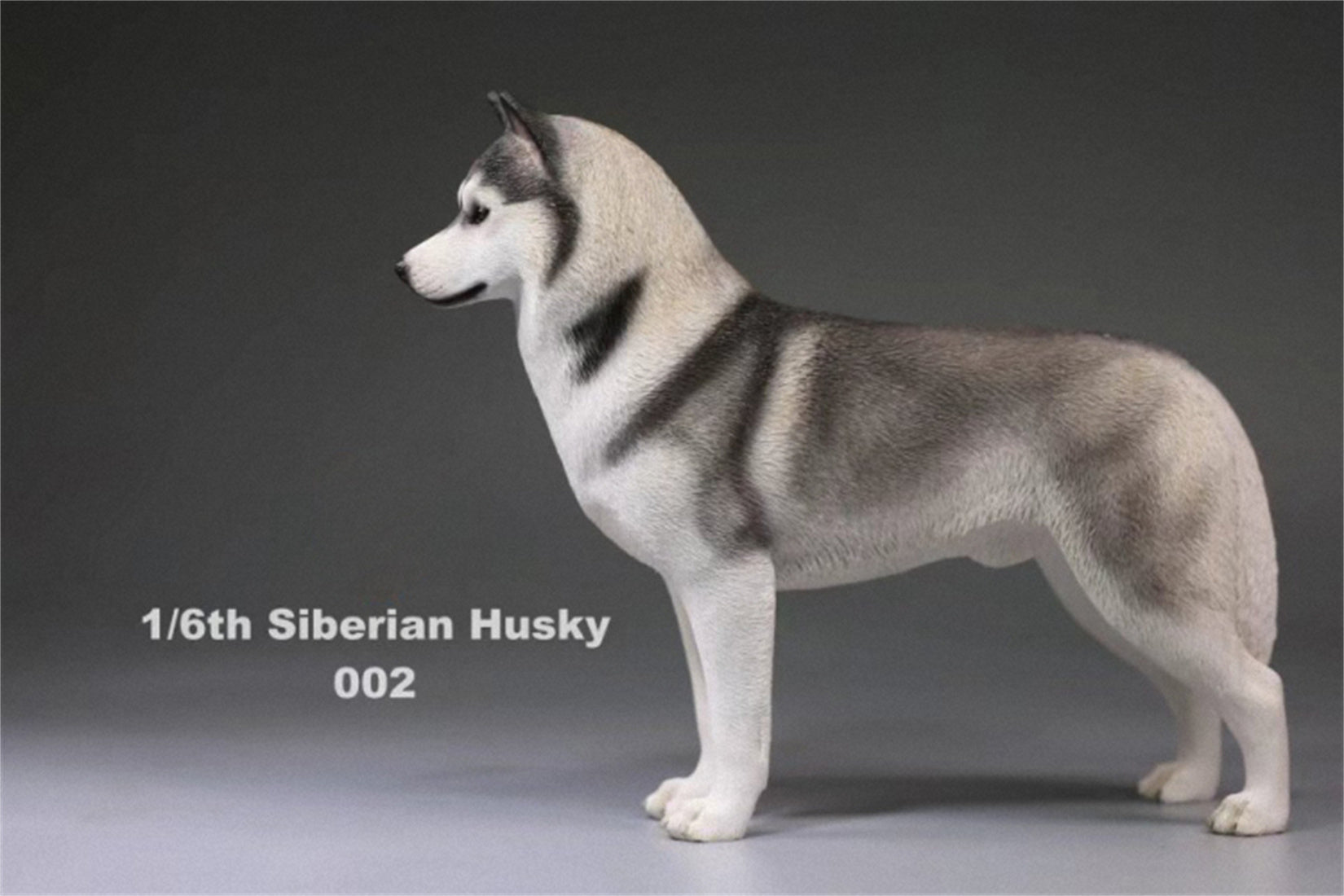 1/6 Siberian Husky Figure