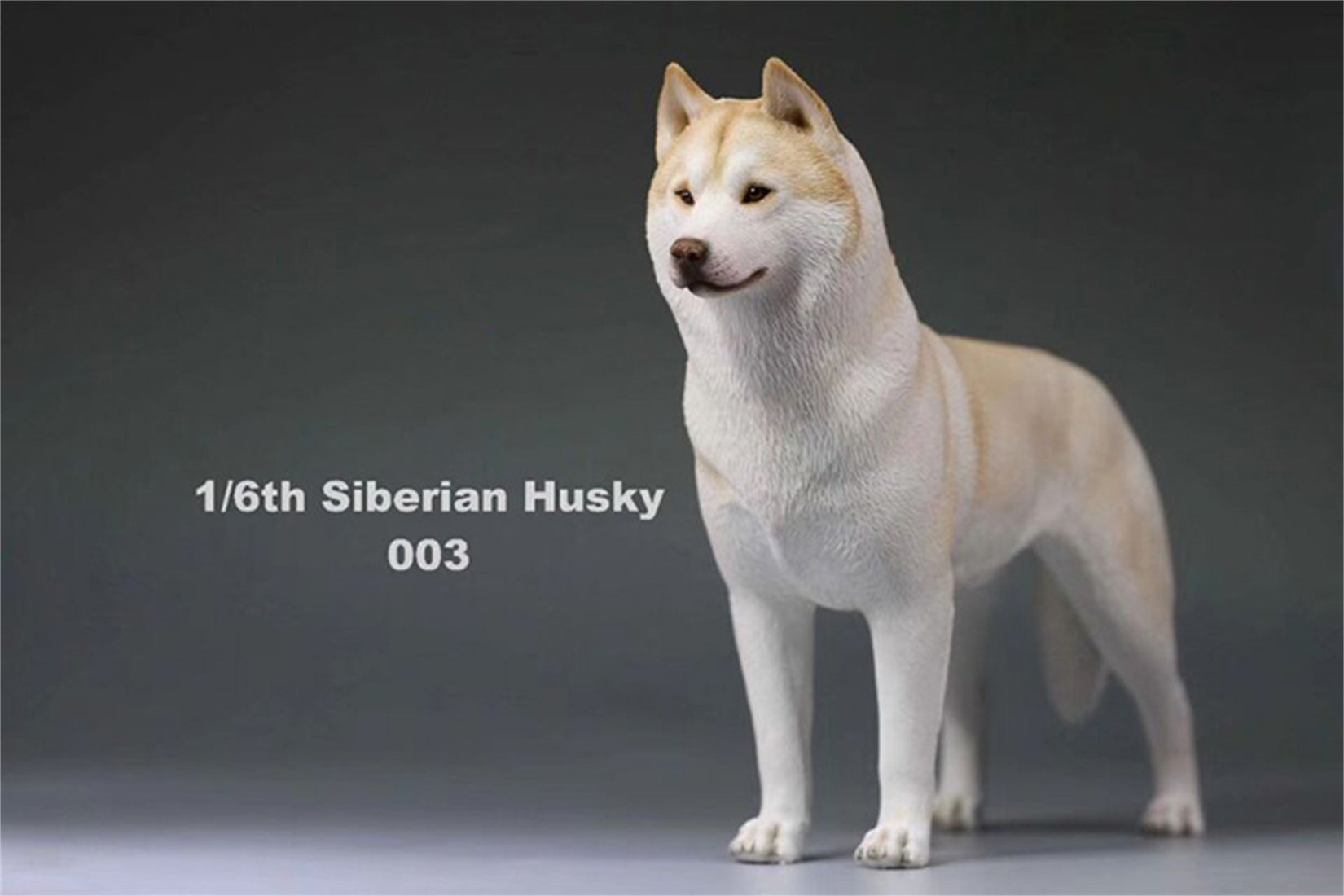 1/6 Siberian Husky Figure