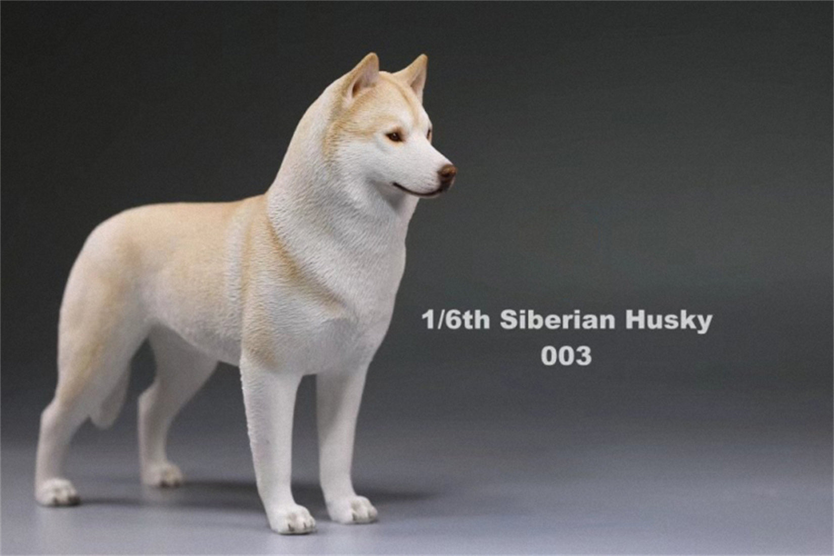 1/6 Siberian Husky Figure
