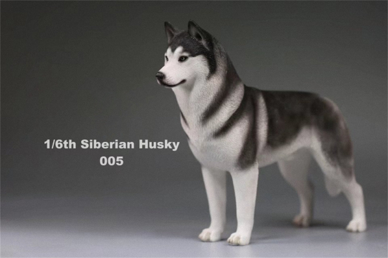 1/6 Siberian Husky Figure