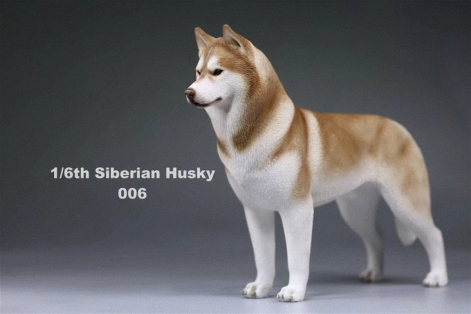 1/6 Siberian Husky Figure