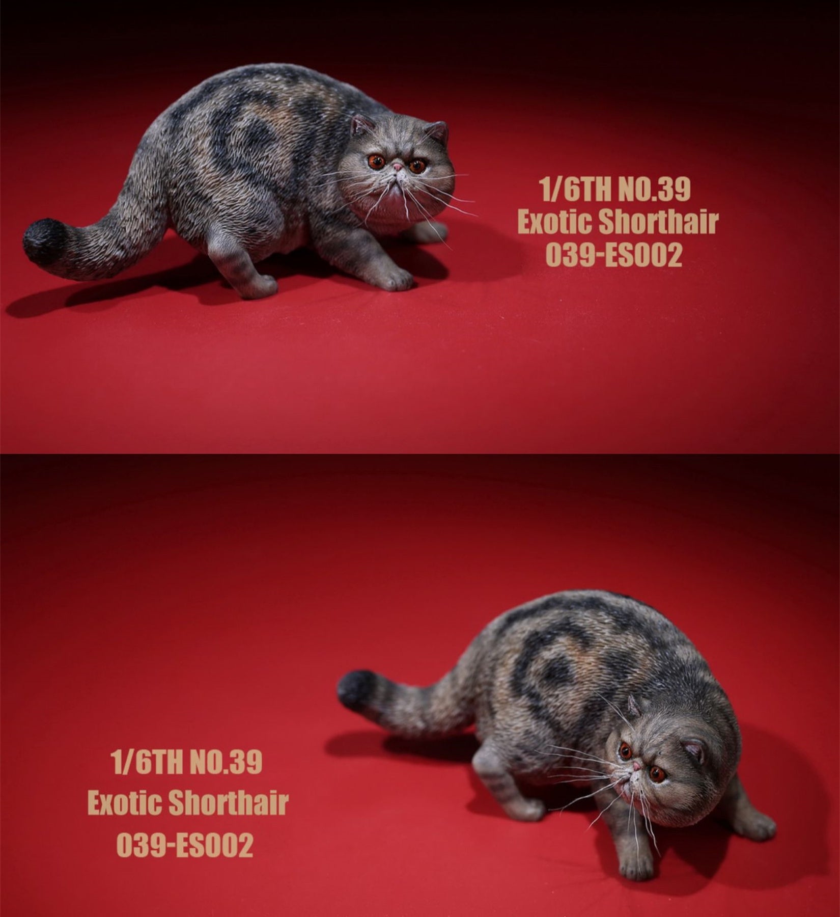 1/6 Exotic Shorthair Figure