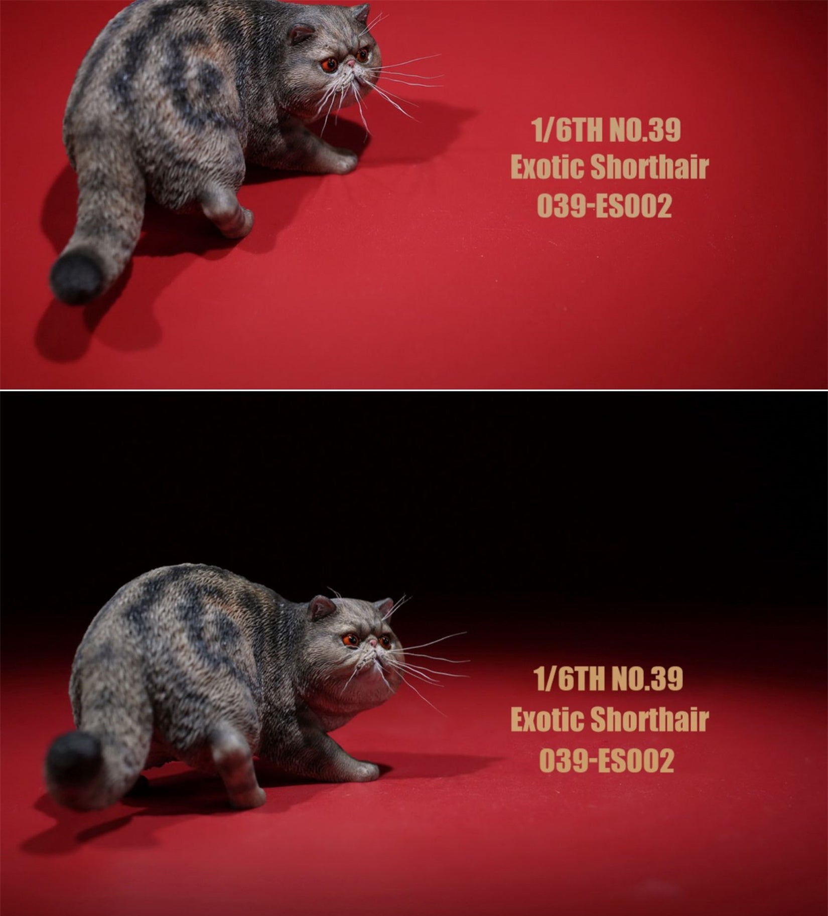 1/6 Exotic Shorthair Figure