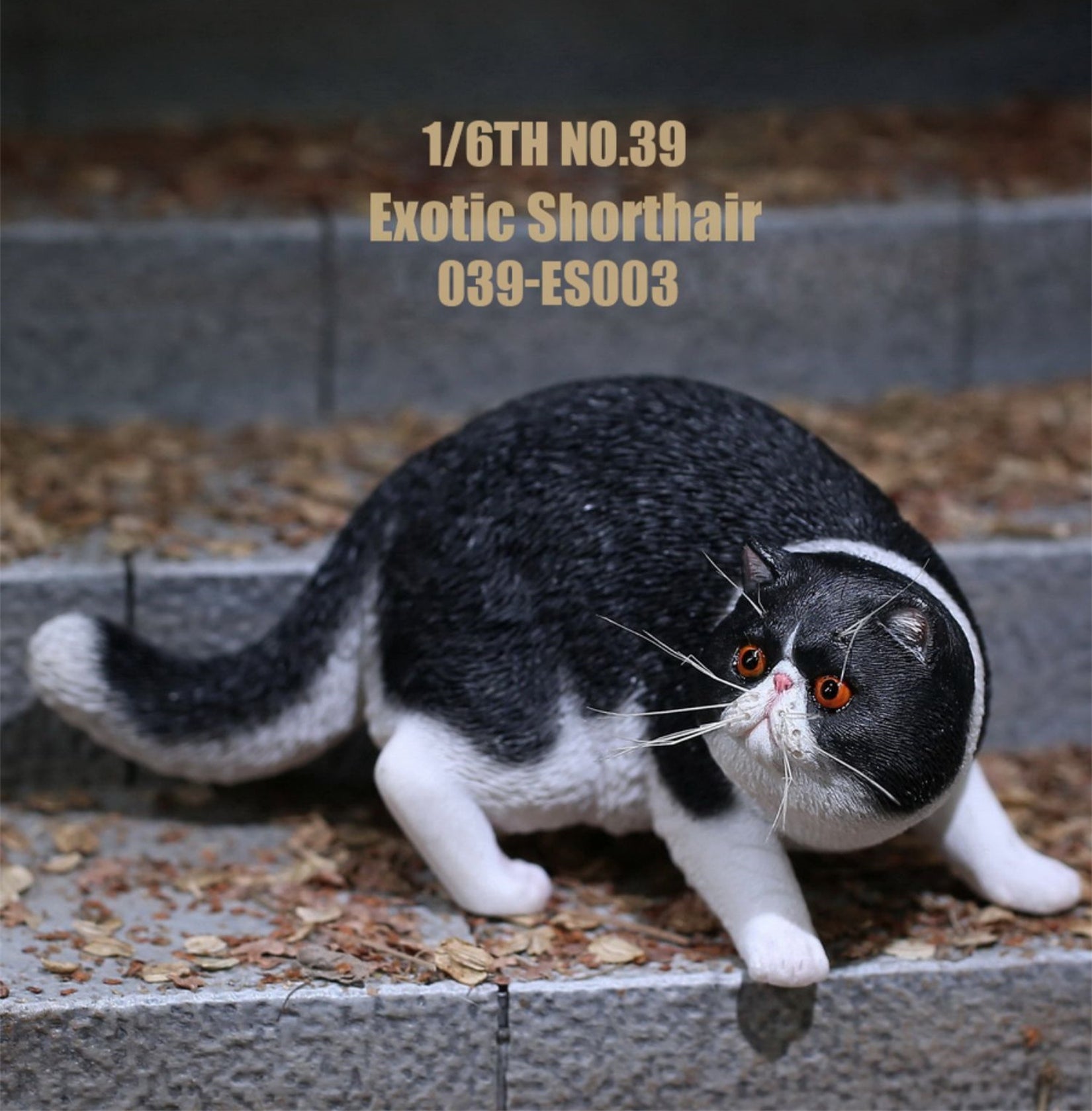 1/6 Exotic Shorthair Figure