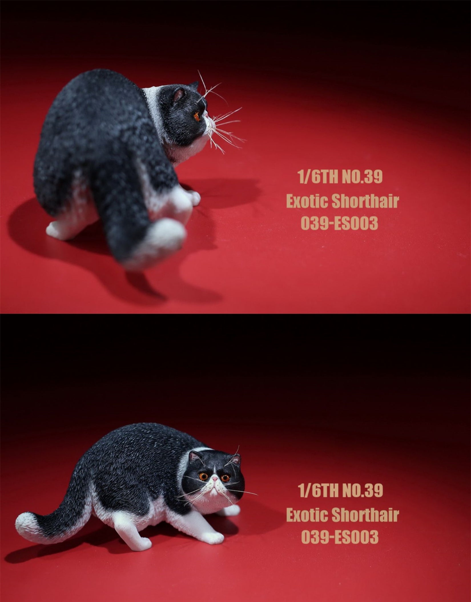 1/6 Exotic Shorthair Figure