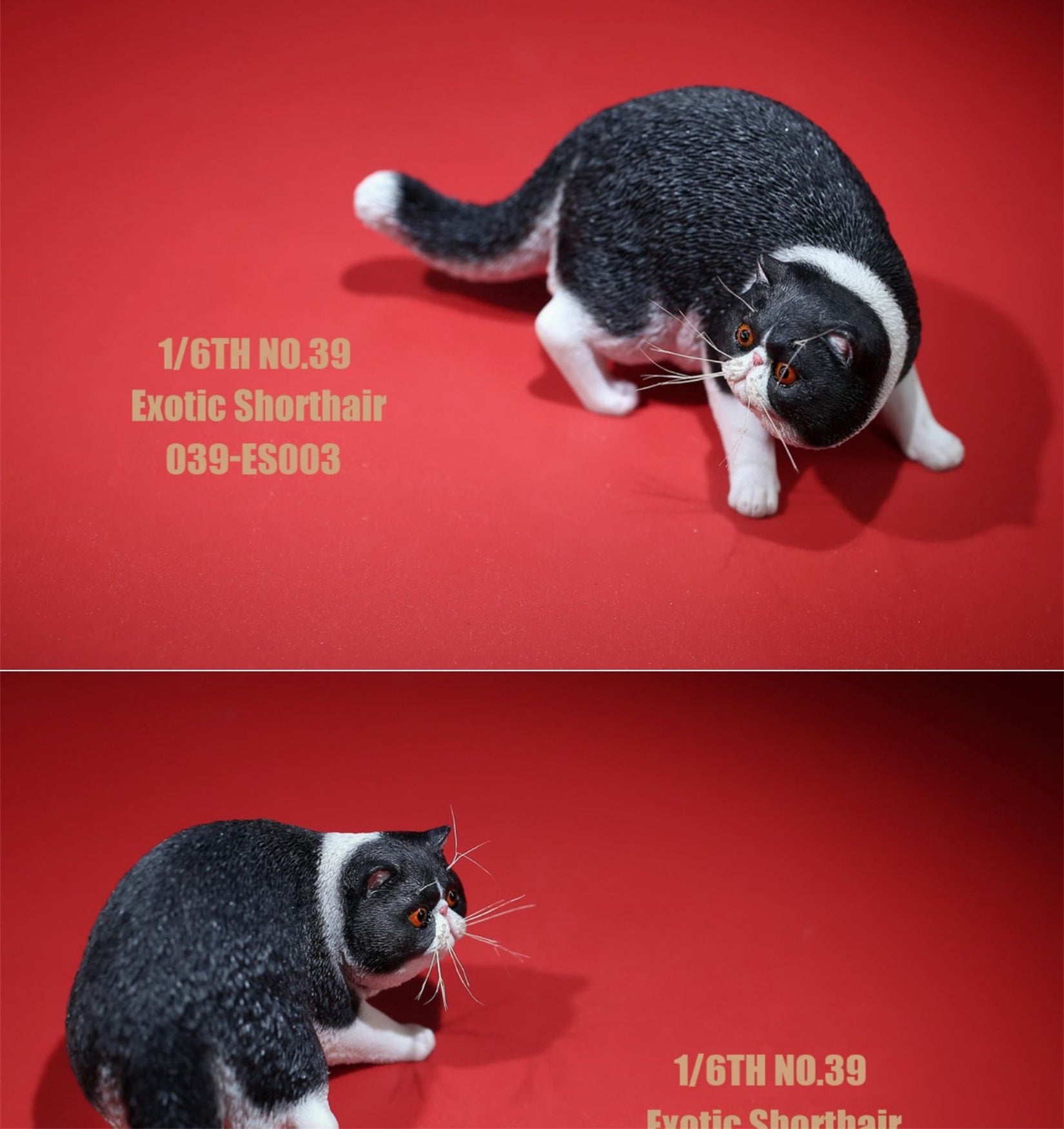 1/6 Exotic Shorthair Figure