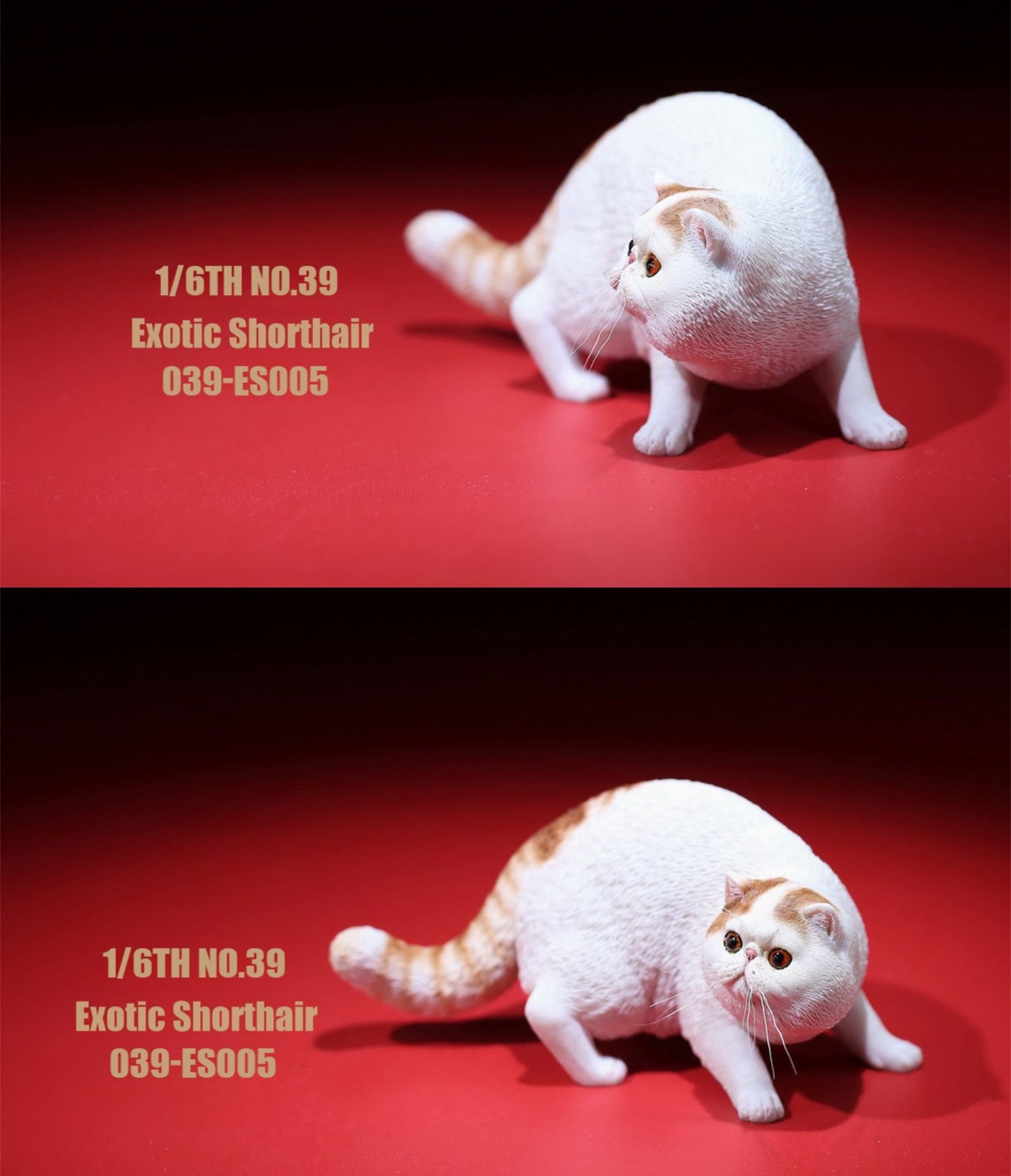 1/6 Exotic Shorthair Figure