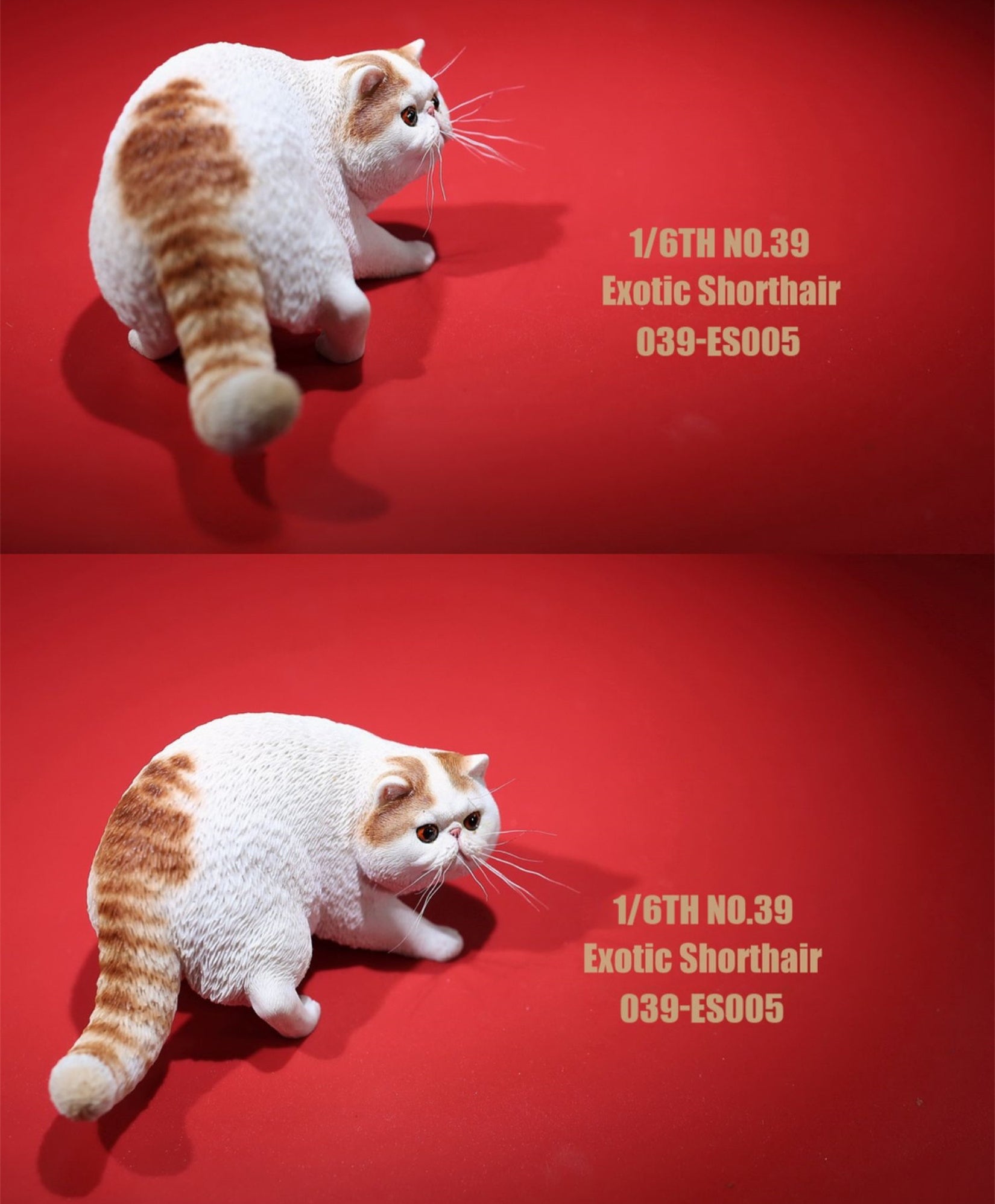1/6 Exotic Shorthair Figure