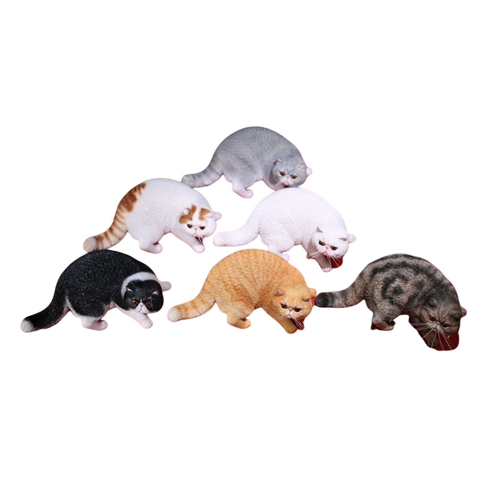 1/6 Exotic Shorthair Figure