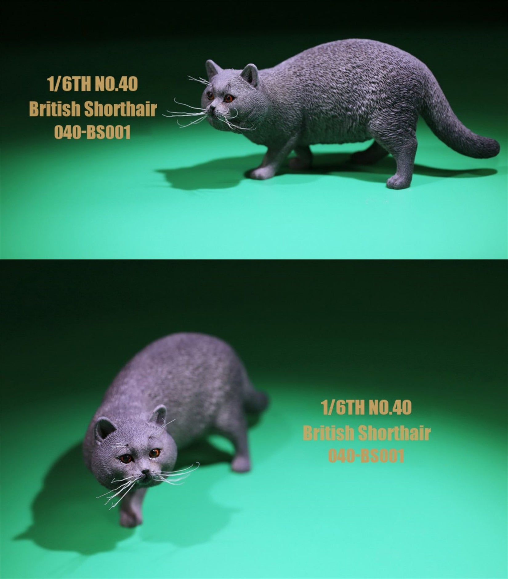 1/6 British Shorthair Figure