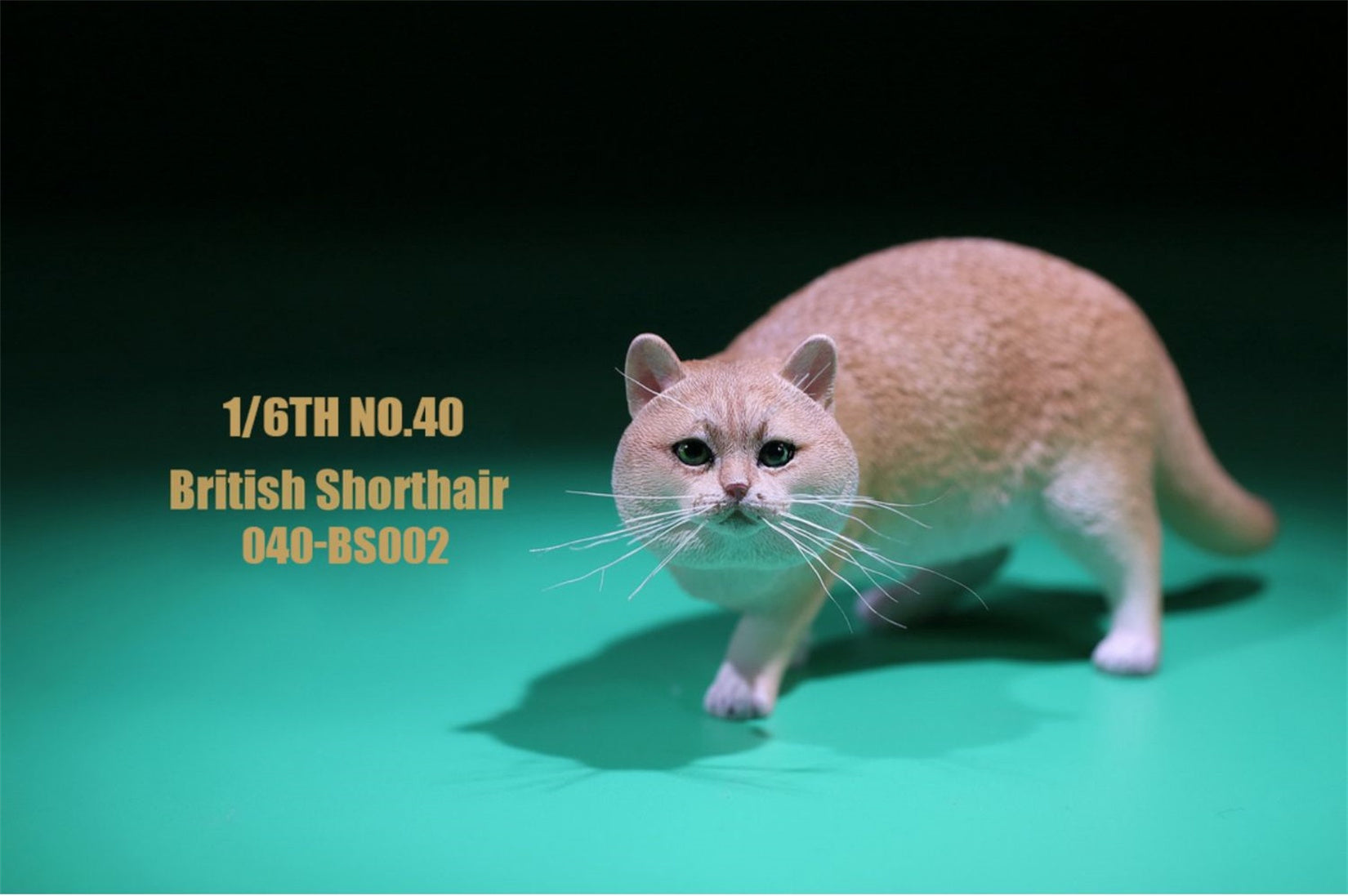 1/6 British Shorthair Figure