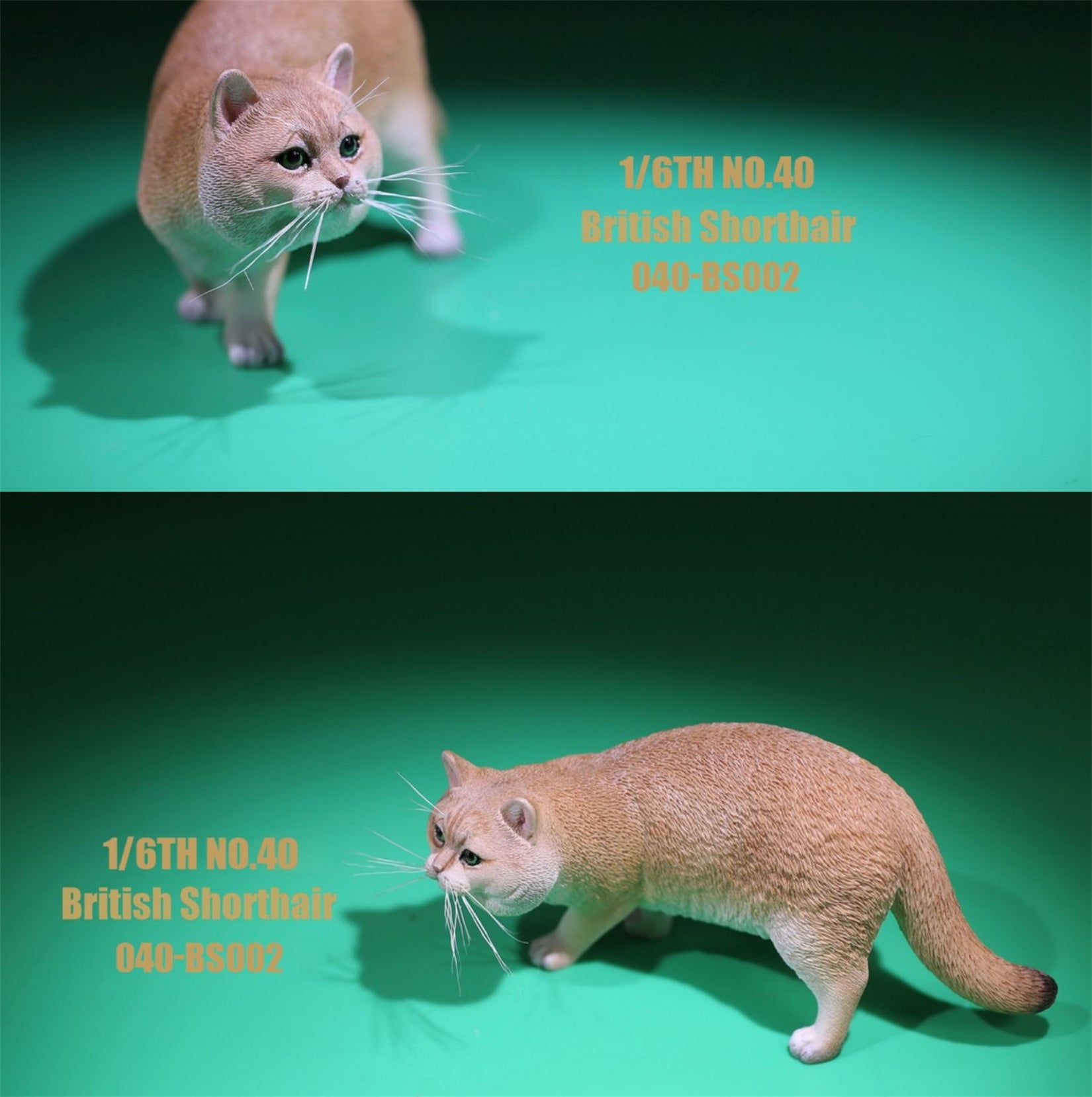 1/6 British Shorthair Figure