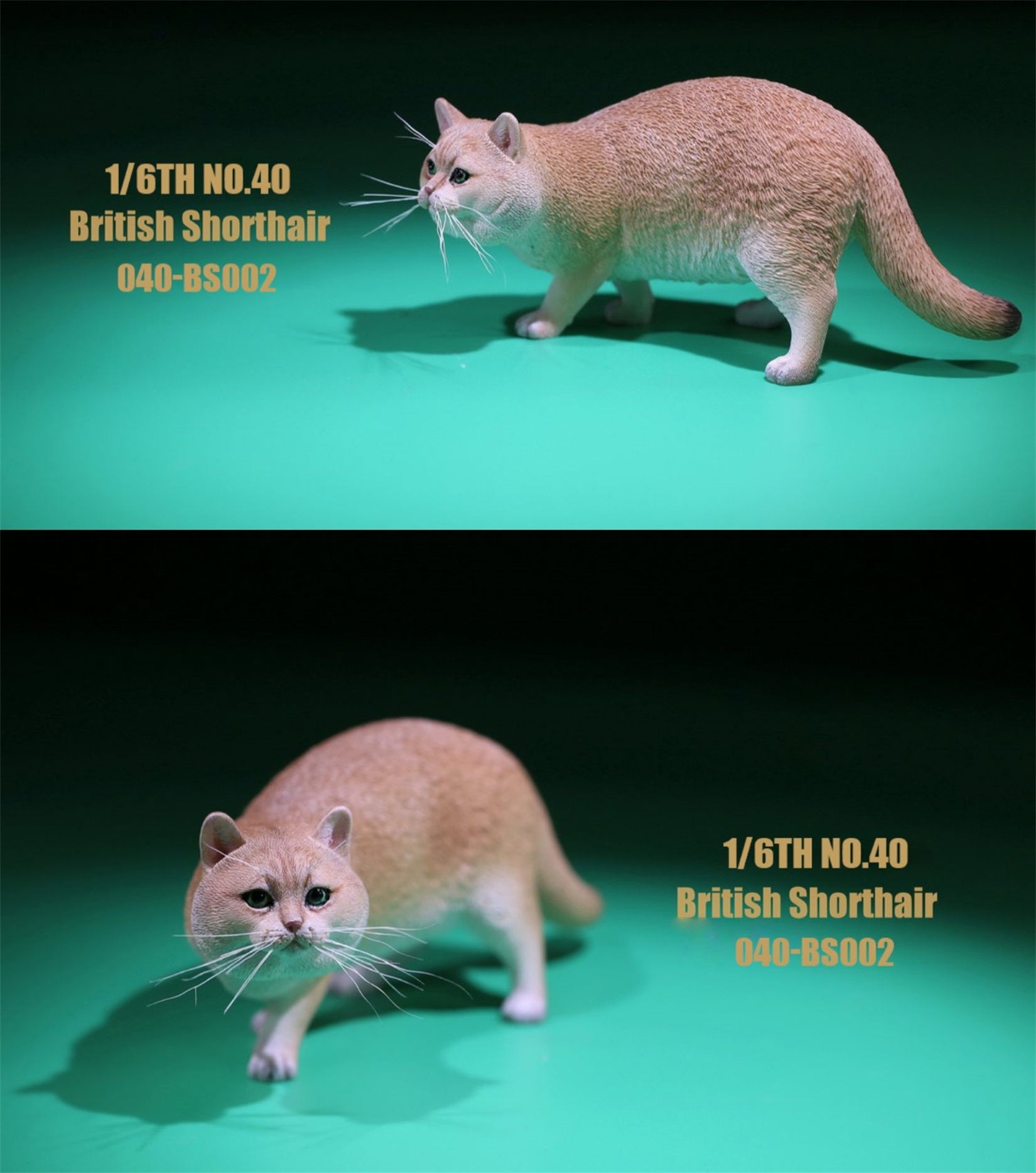 1/6 British Shorthair Figure